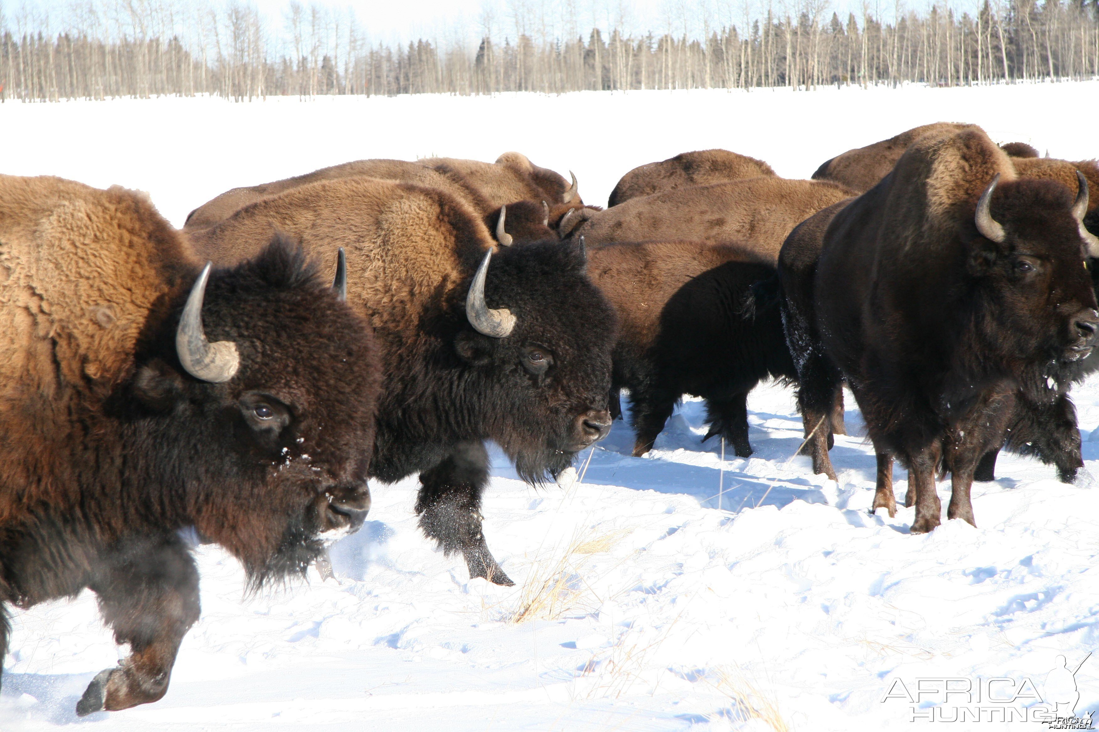 Bison Hunt