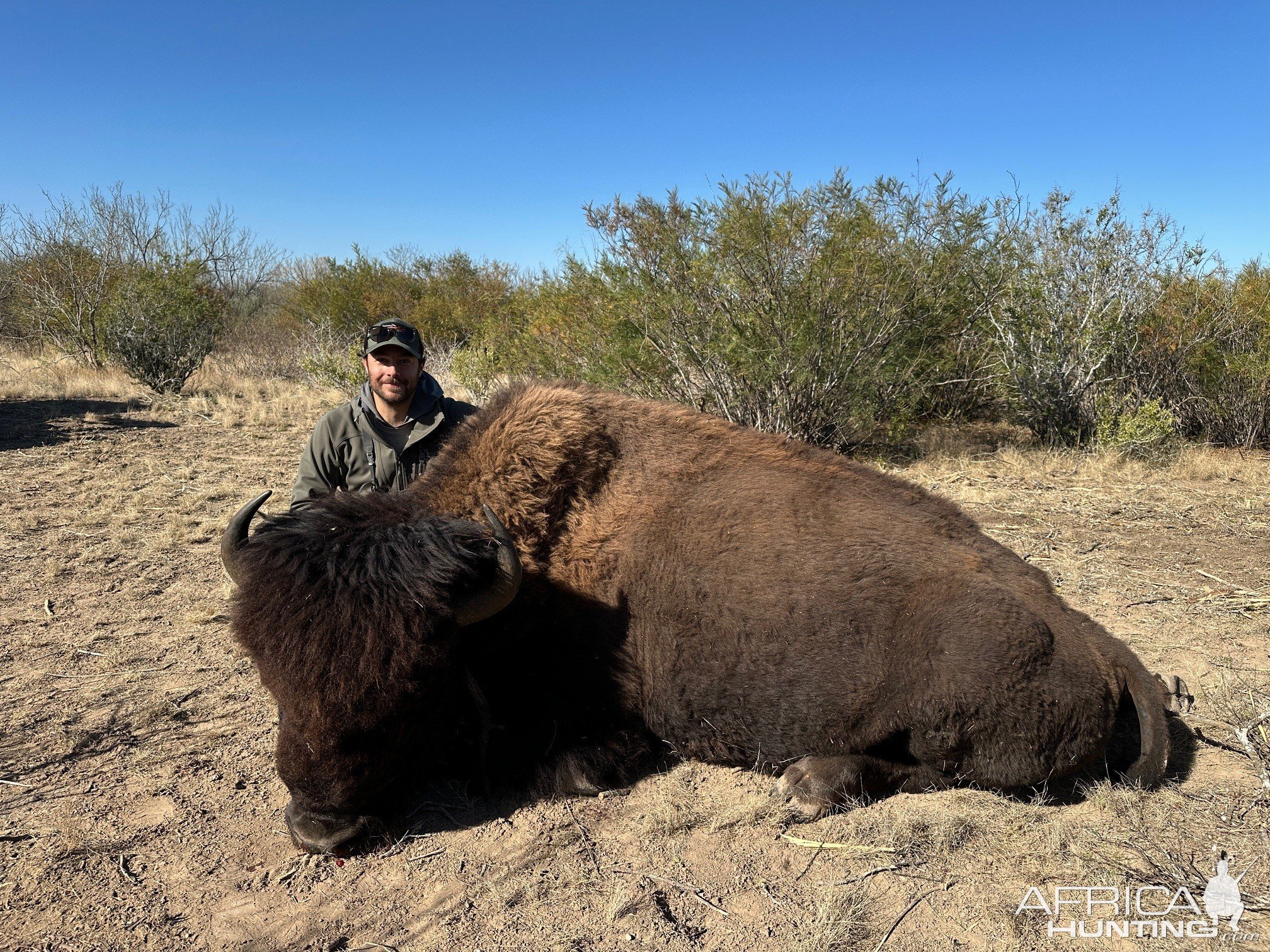 Bison Hunting