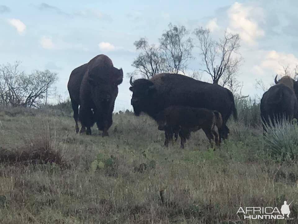 Bison In Texas USA