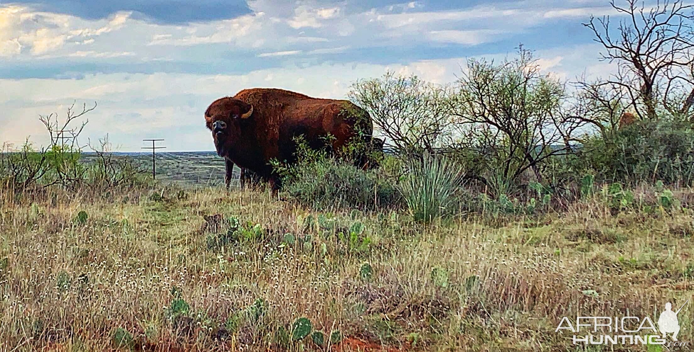 Bison In Texas USA