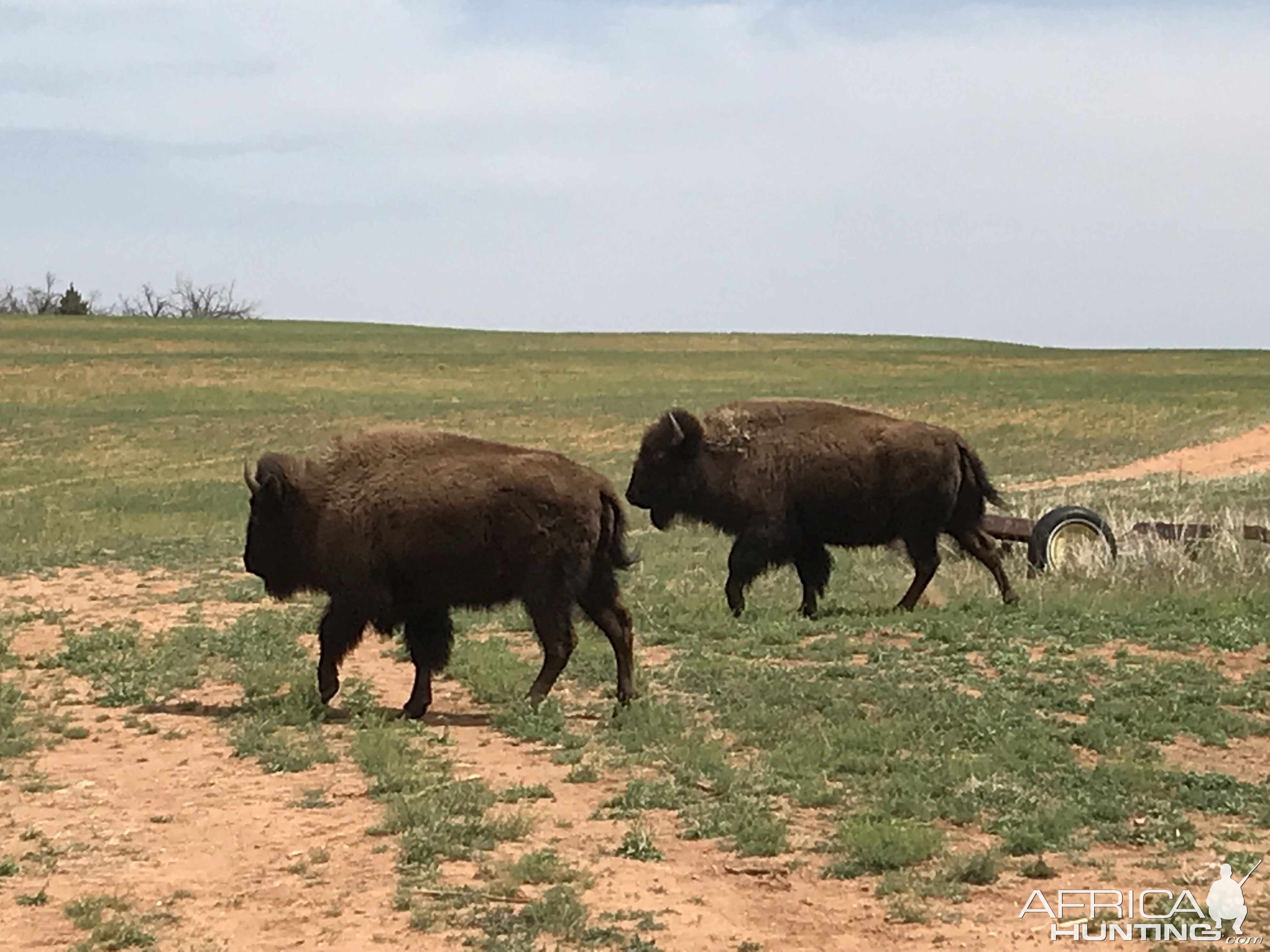 Bison in Texas USA