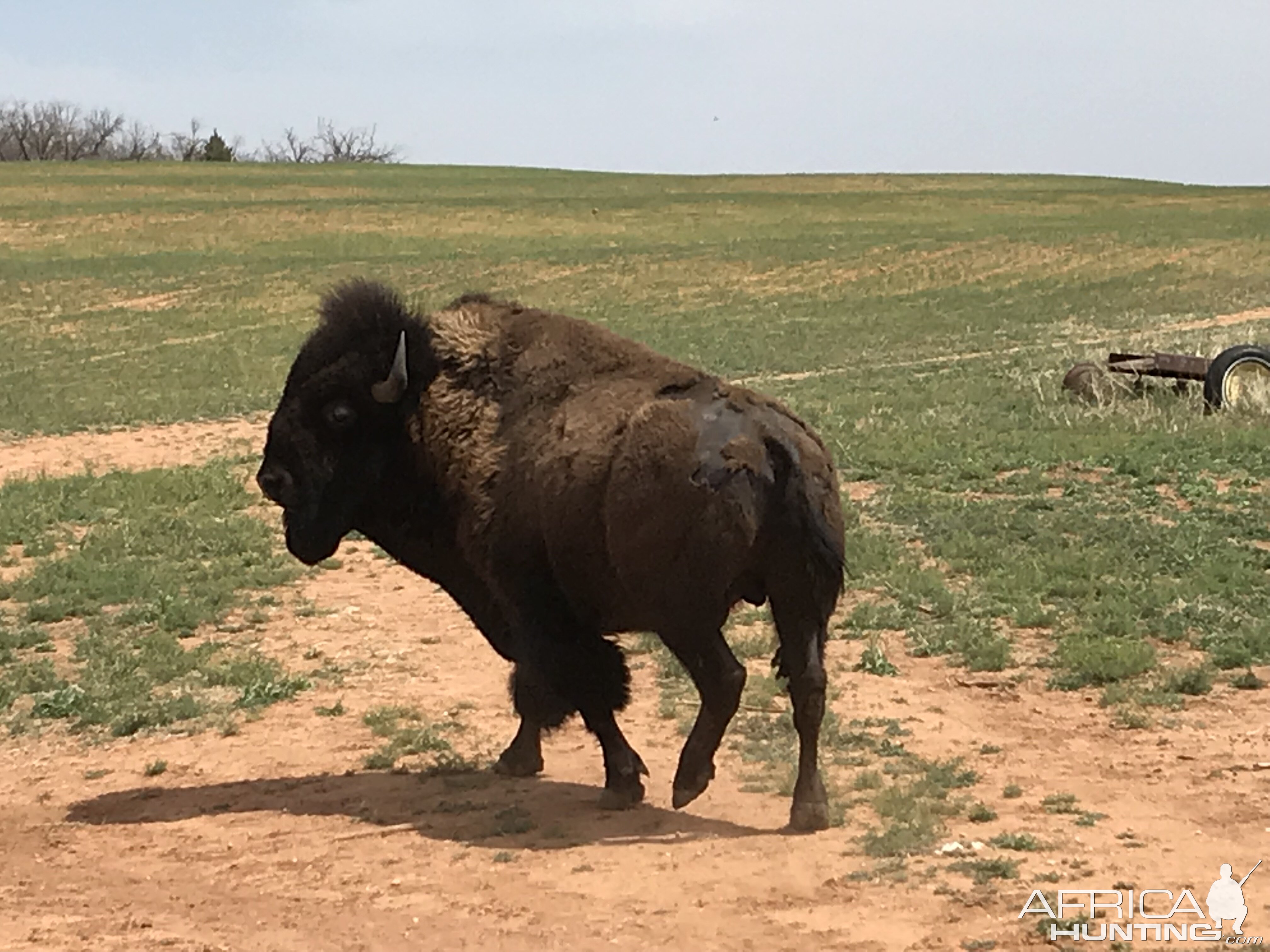 Bison in Texas USA