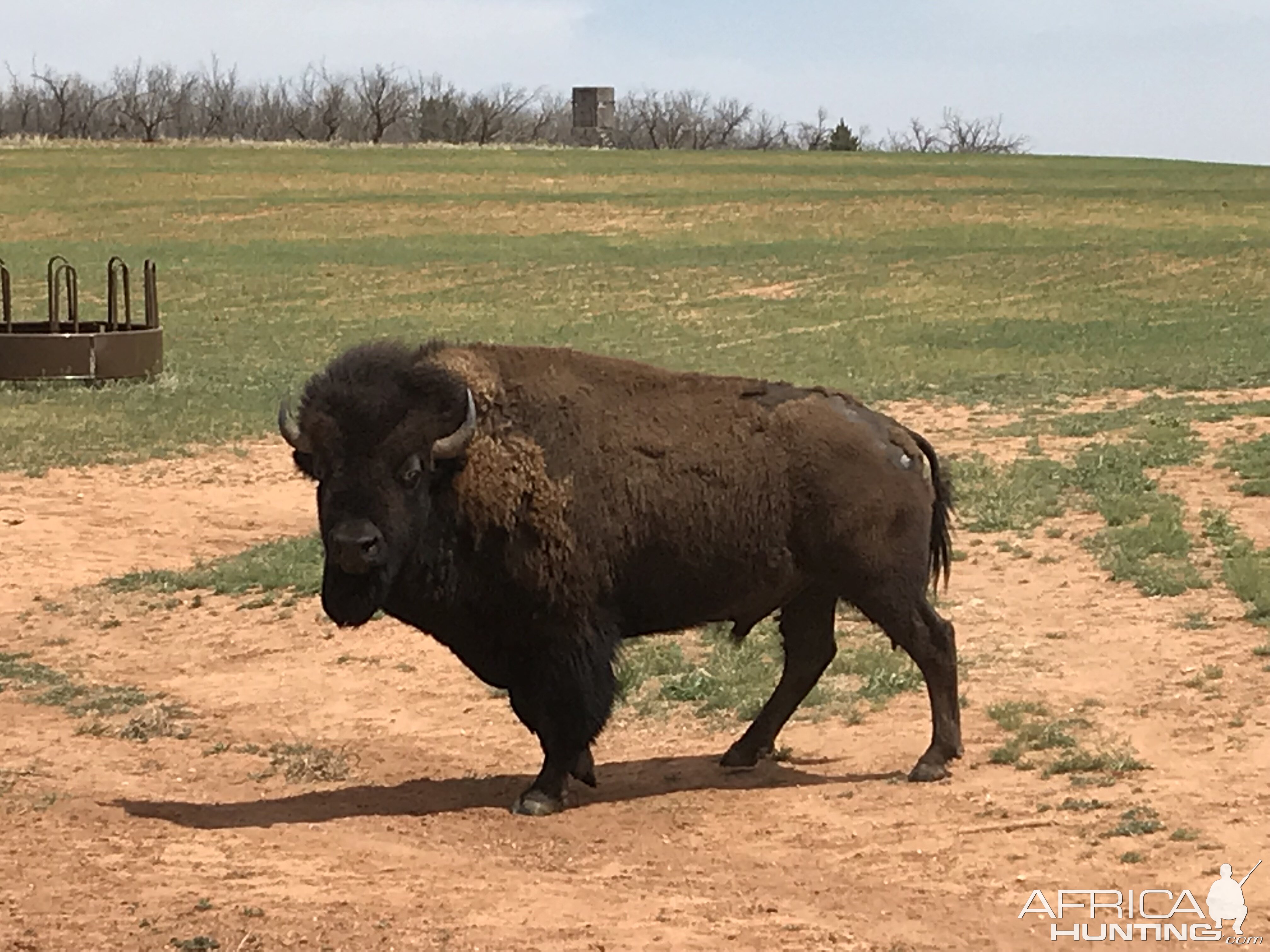 Bison in Texas USA