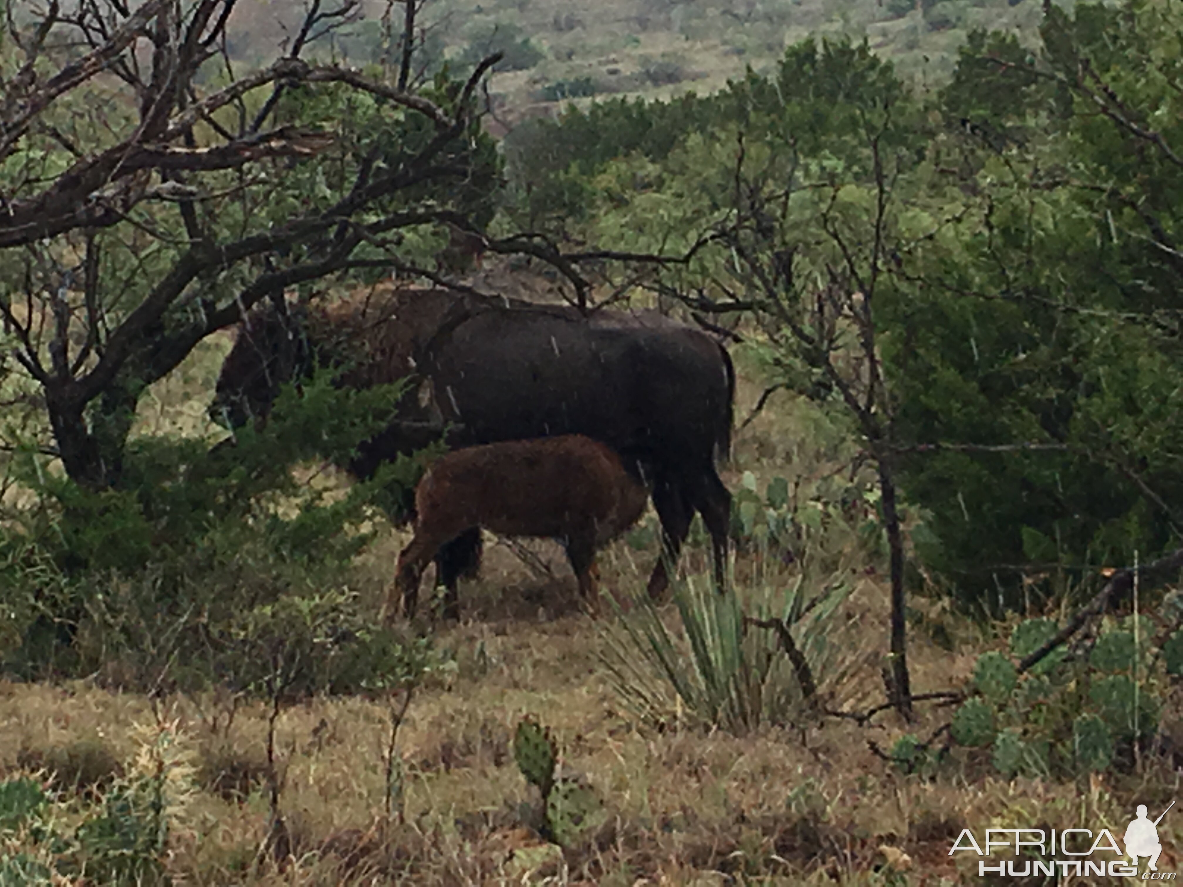 Bison in Texas USA