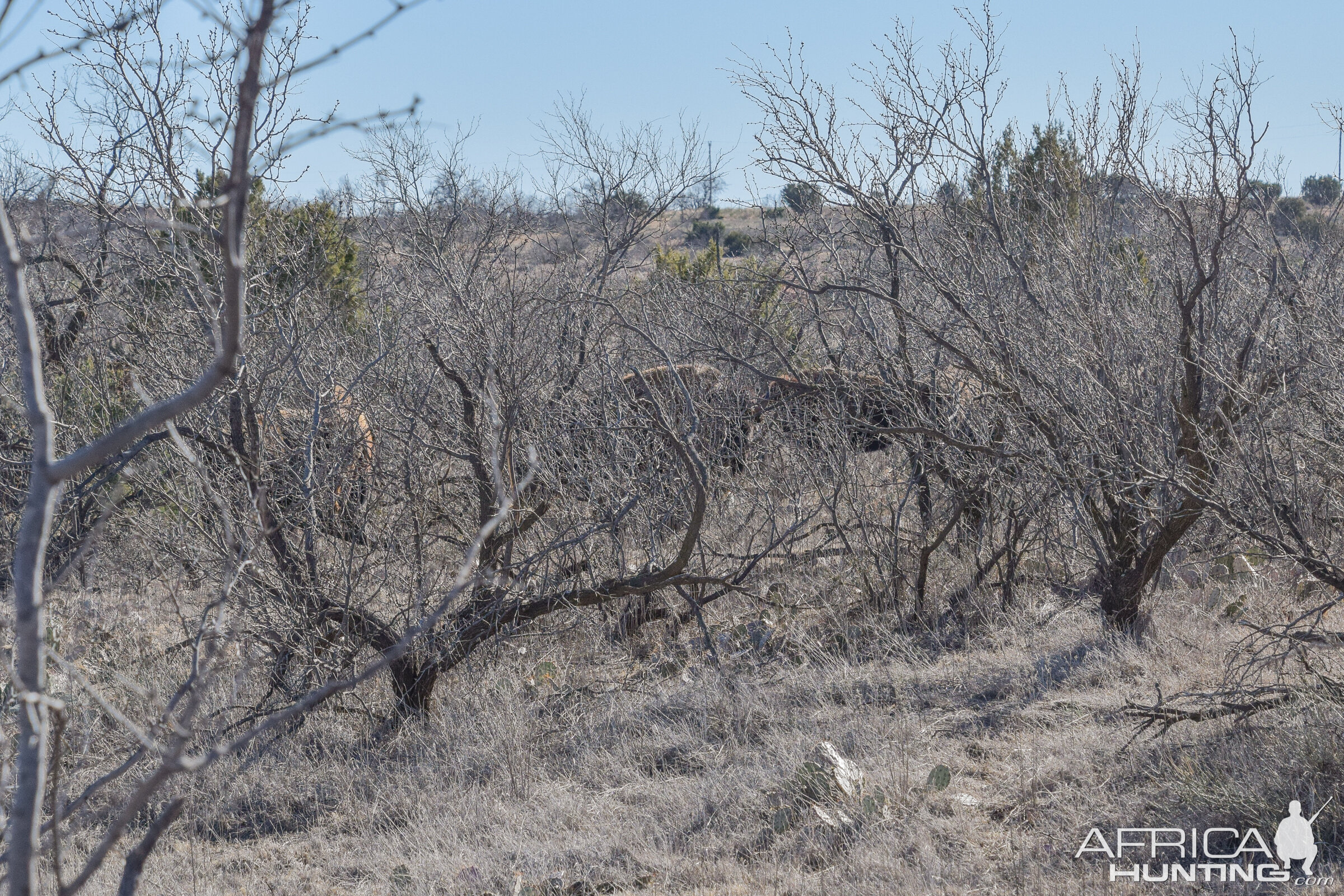 Bison in the bushes Texas USA