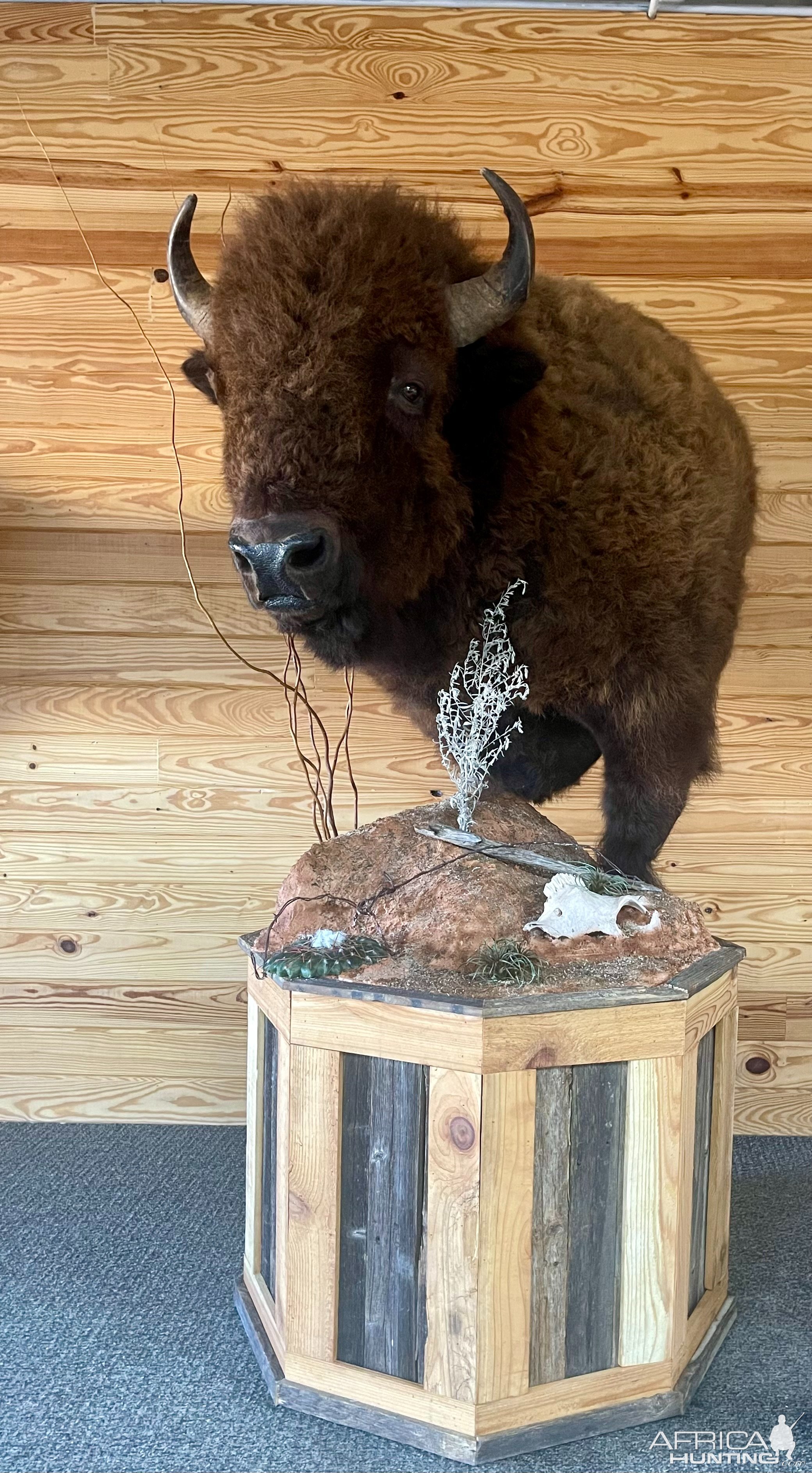 Bison Pedestal Mount Taxidermy