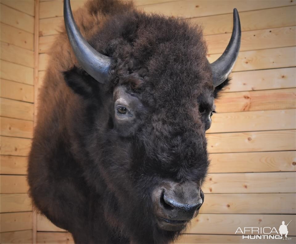 Bison Shoulder Mount Taxidermy