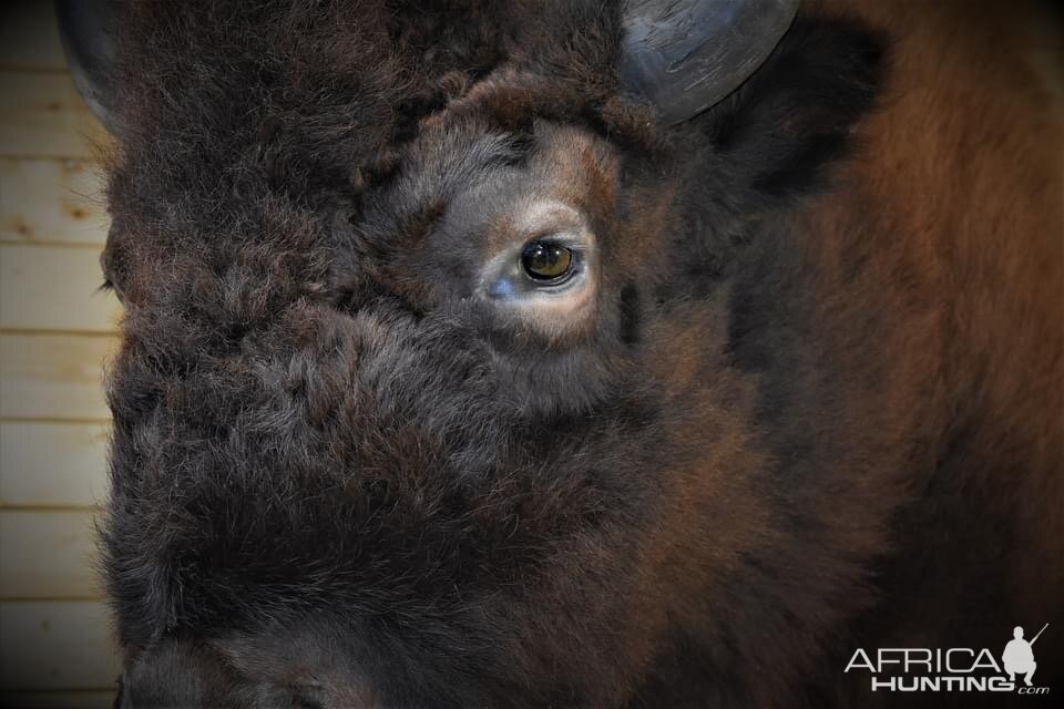 Bison Shoulder Mount Taxidermy