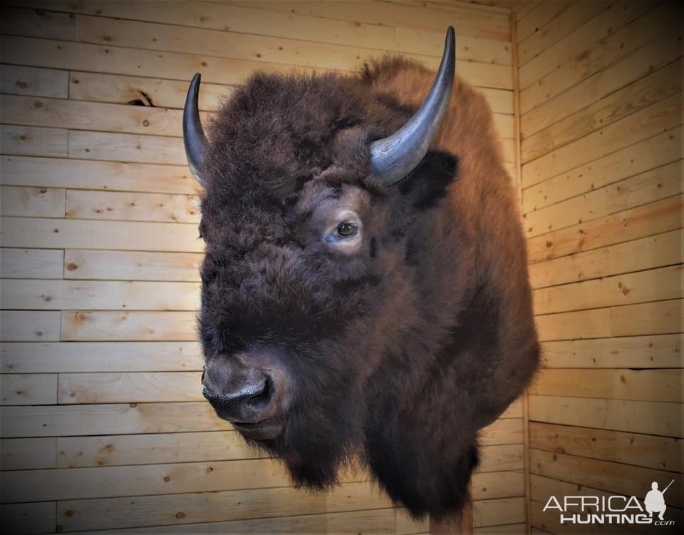 Bison Shoulder Mount Taxidermy