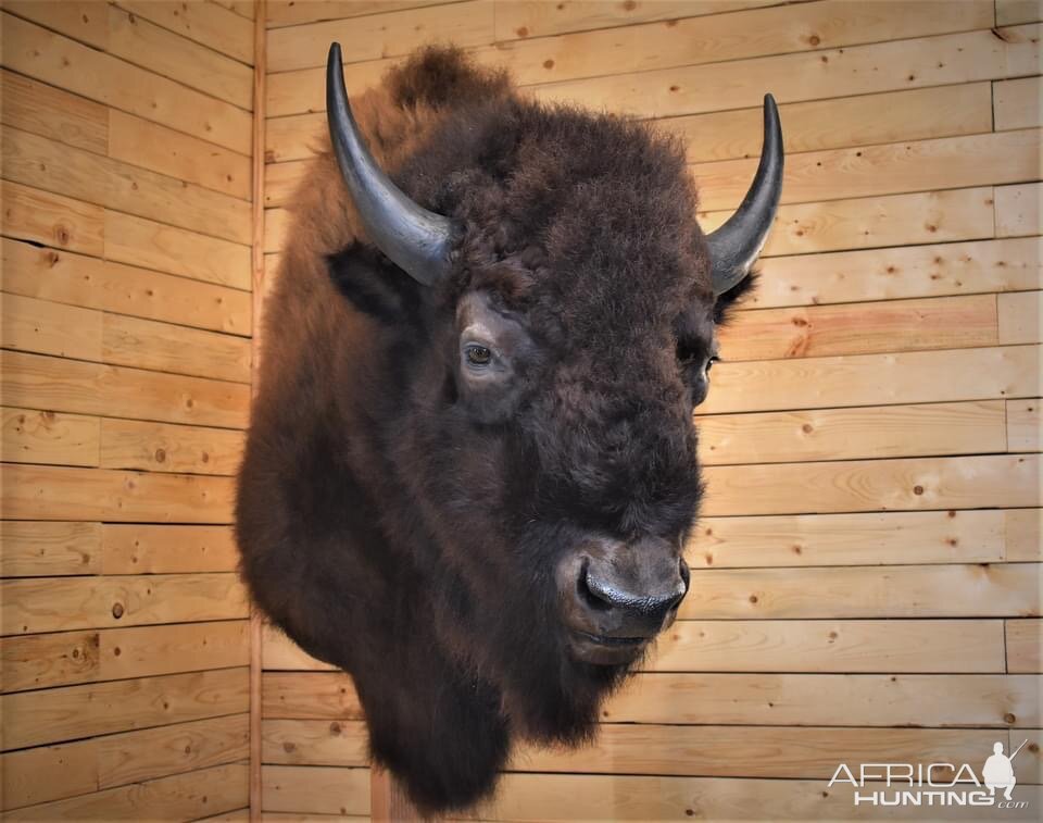 Bison Shoulder Mount Taxidermy