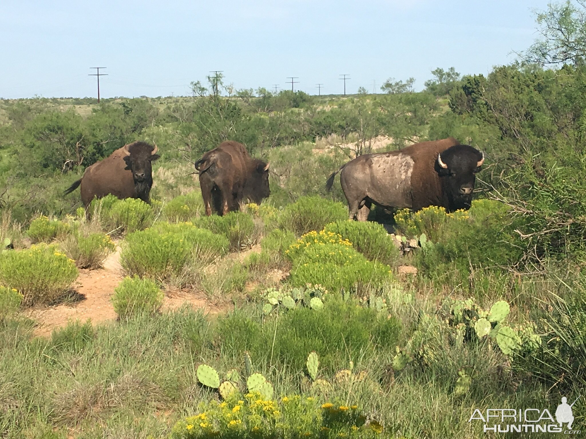 Bison Texas USA