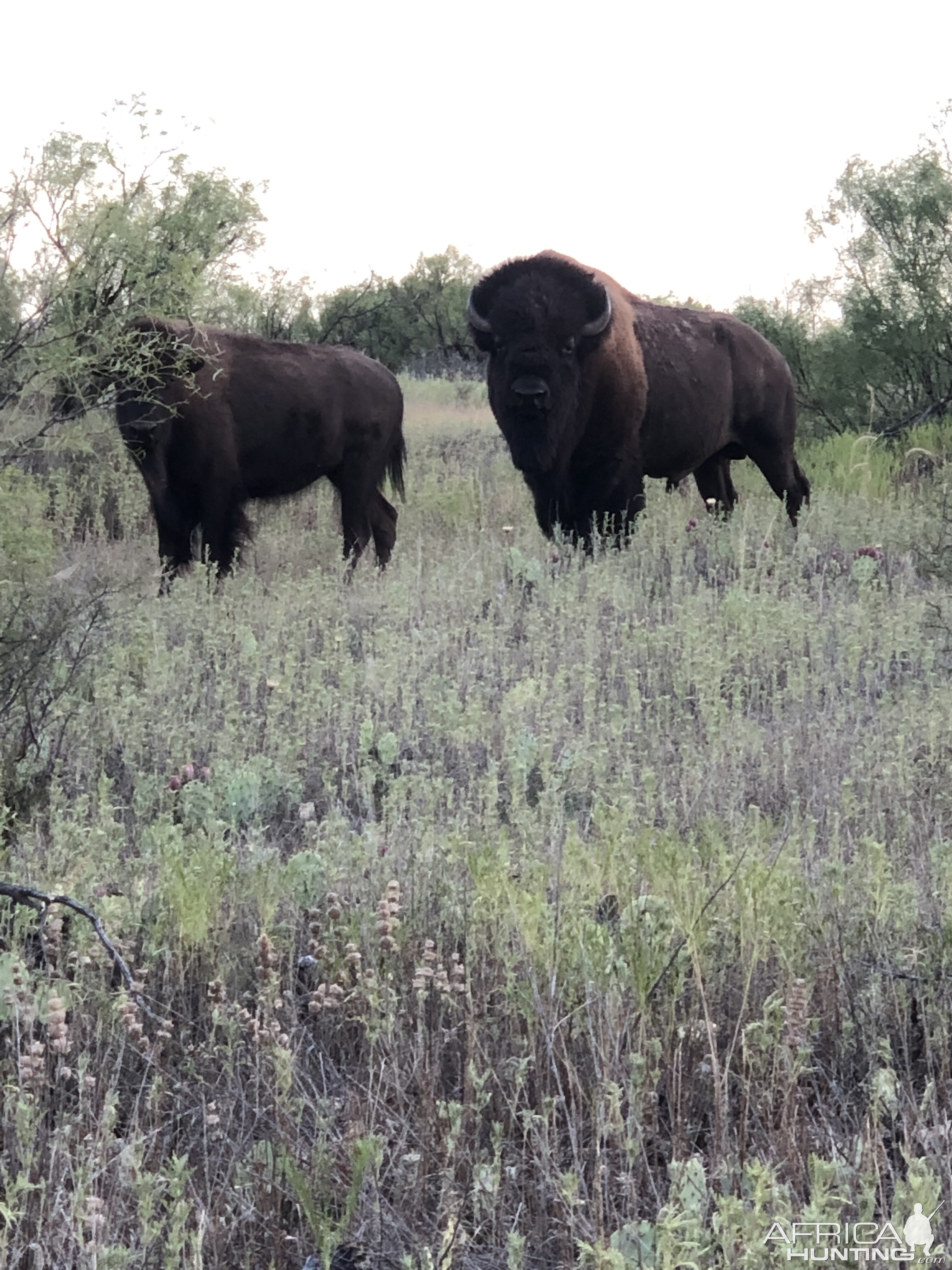 Bison Texas USA