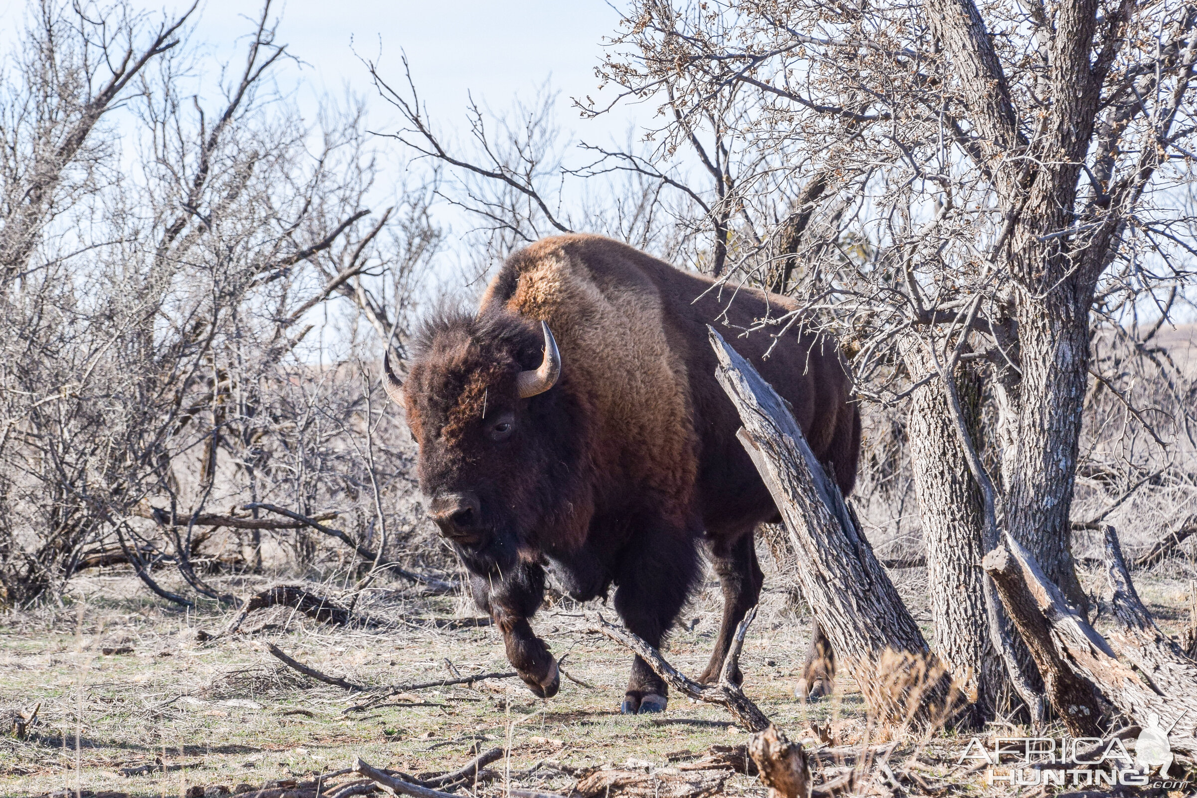 Bison Texas USA