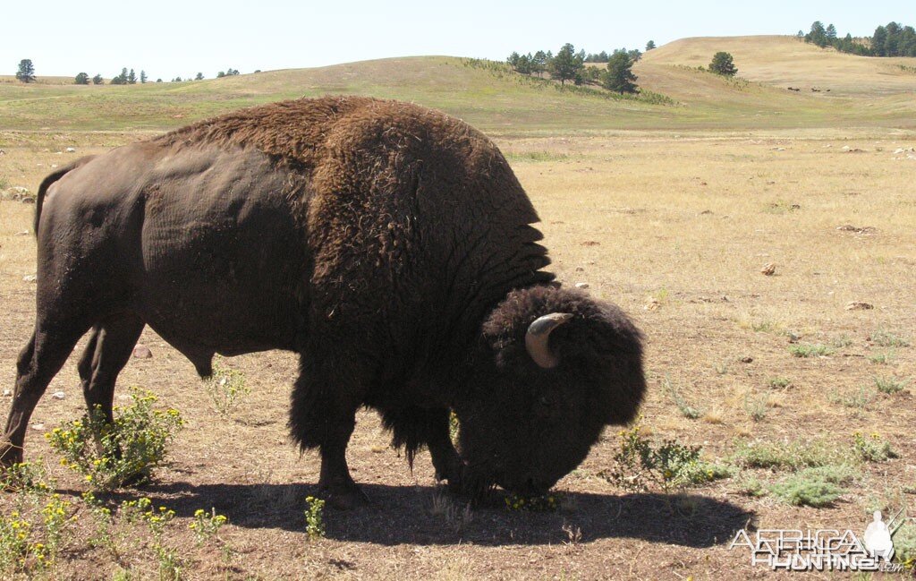 Bison, USA