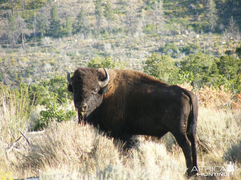 Bison Utah