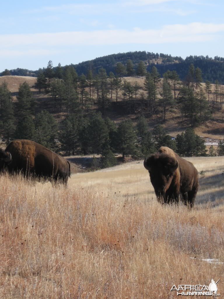 Bisons