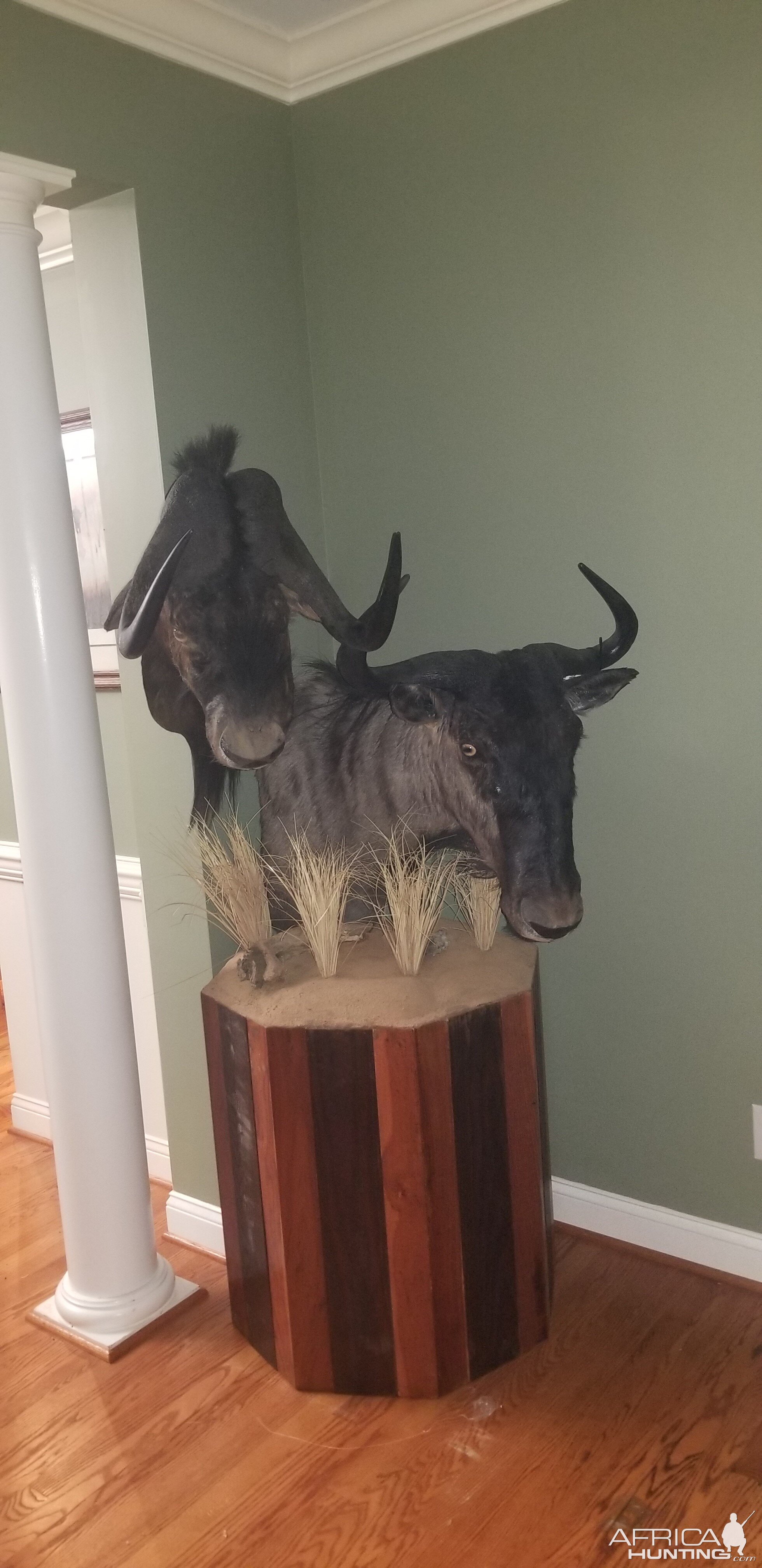 Black And Blue Wildebeest Pedestal Taxidermy