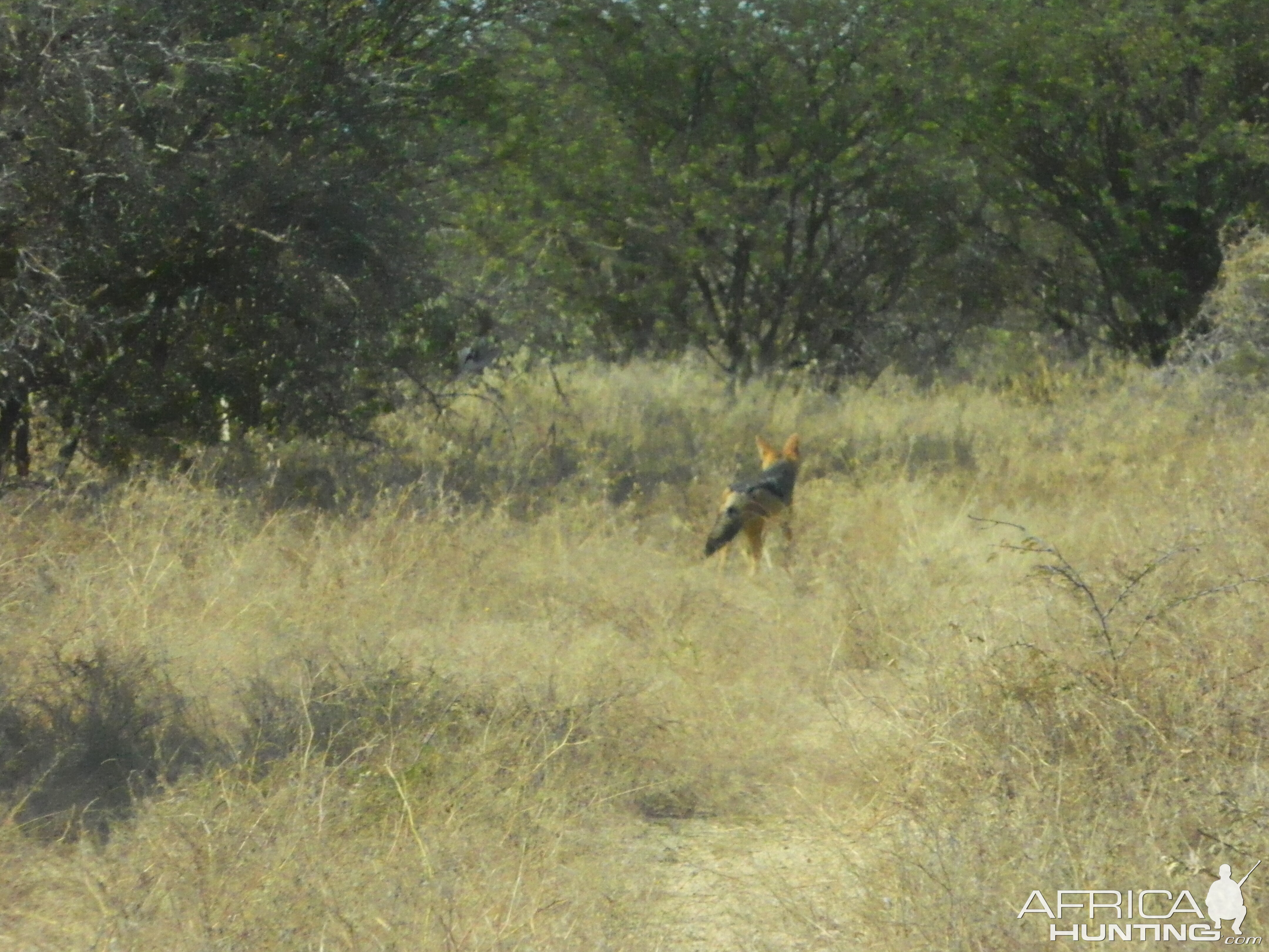 Black Back Jackal in Namibia