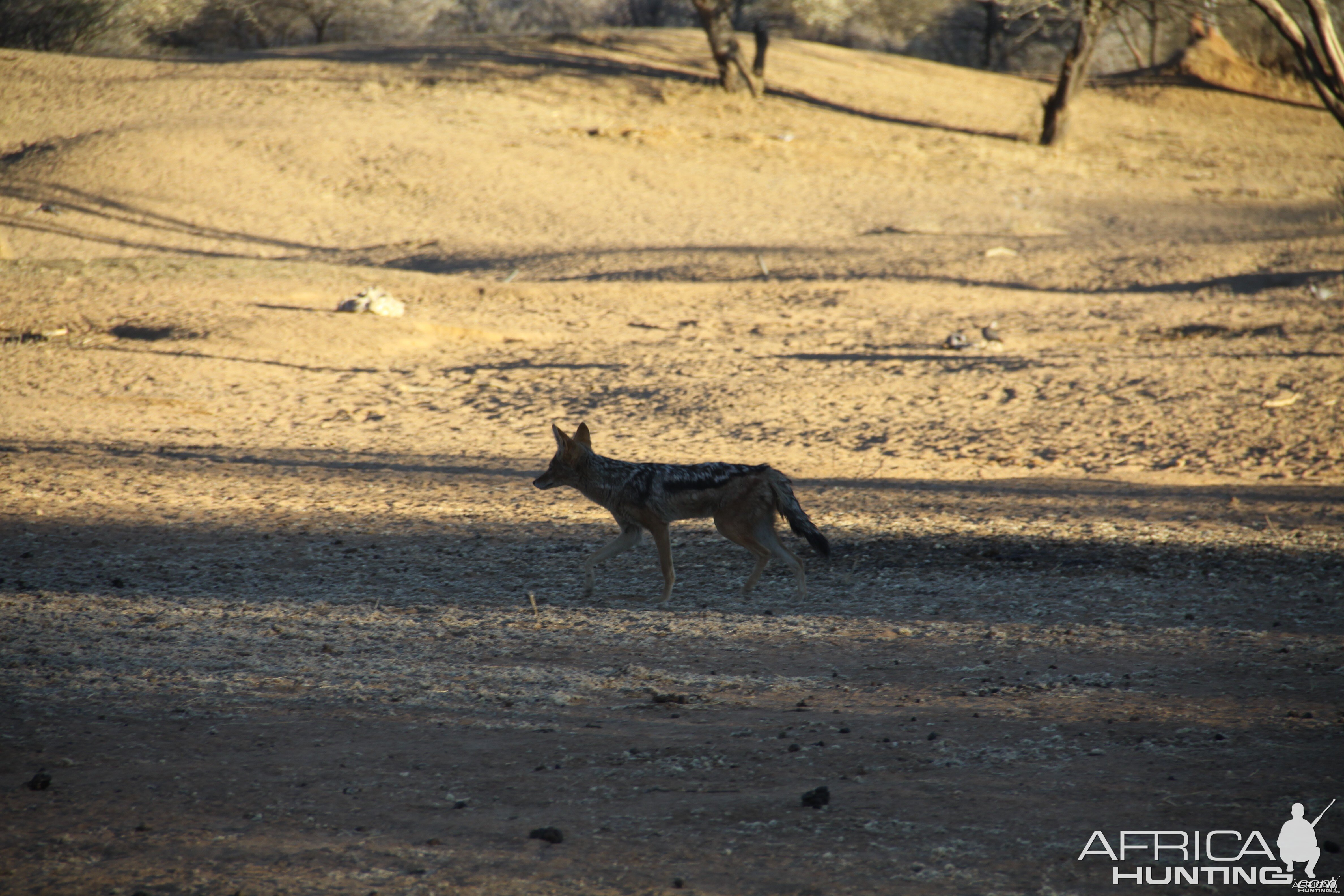 Black-back Jackal Namibia