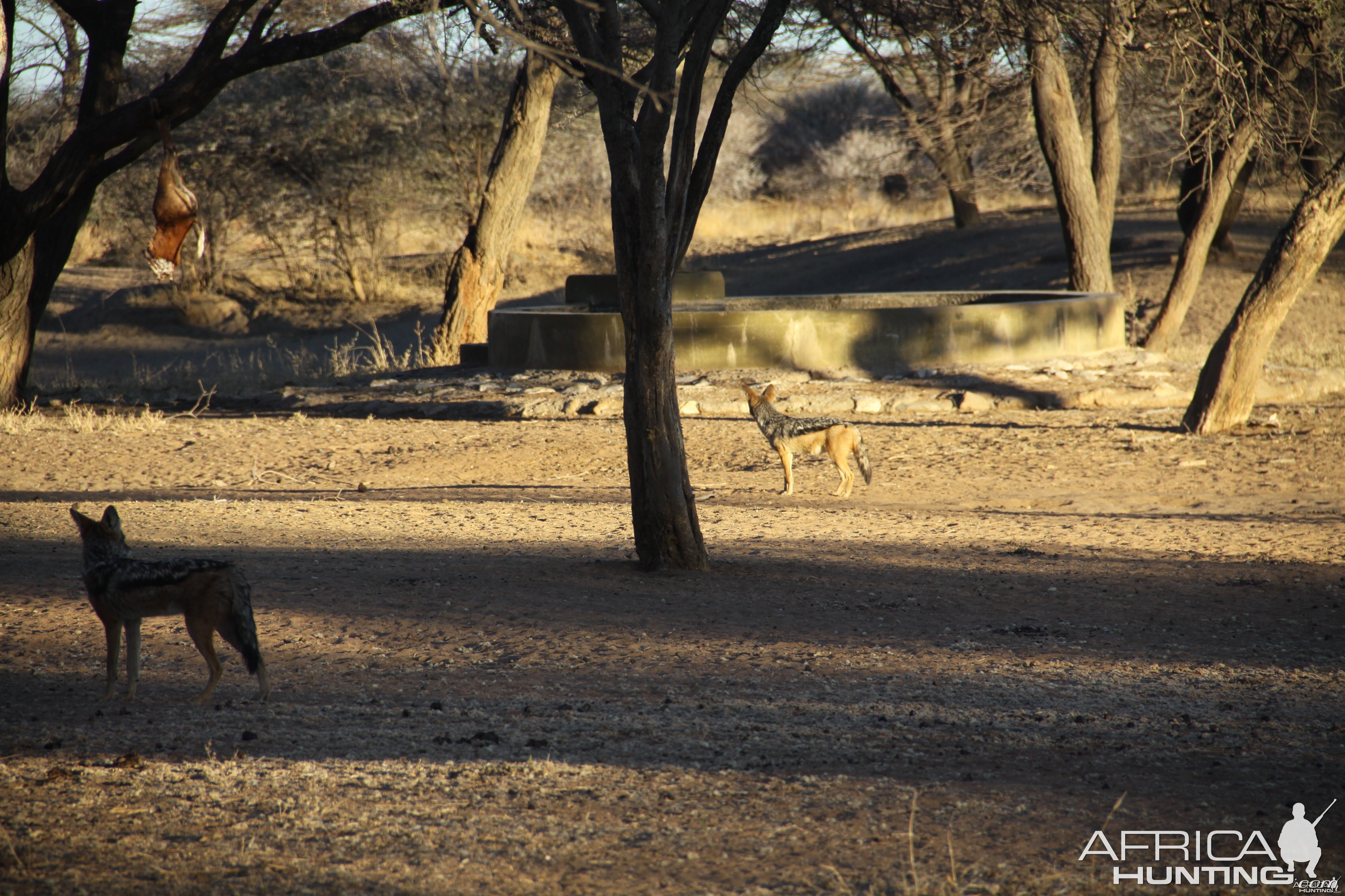 Black-back Jackal Namibia