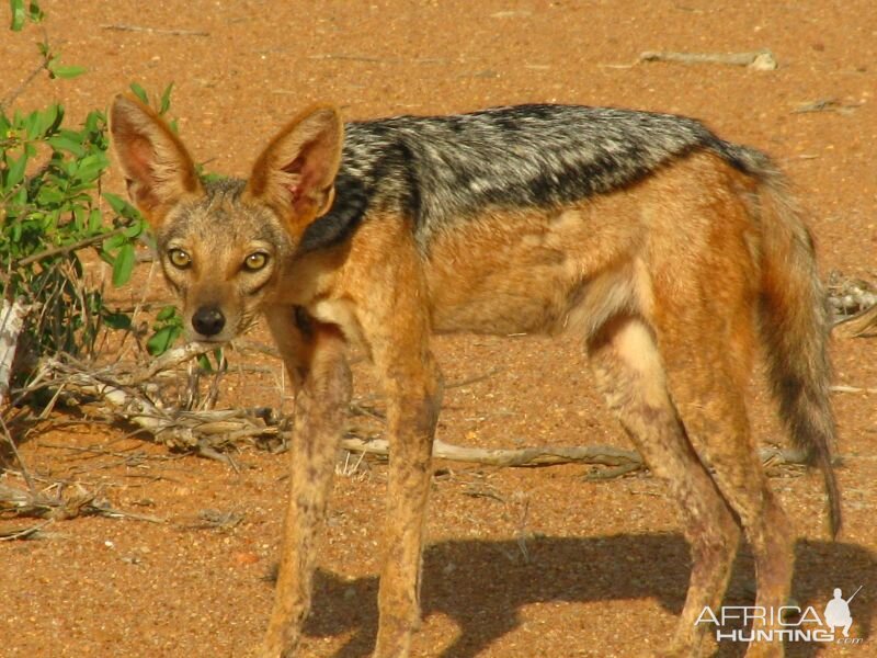 Black-Backed Jackal, Kenya