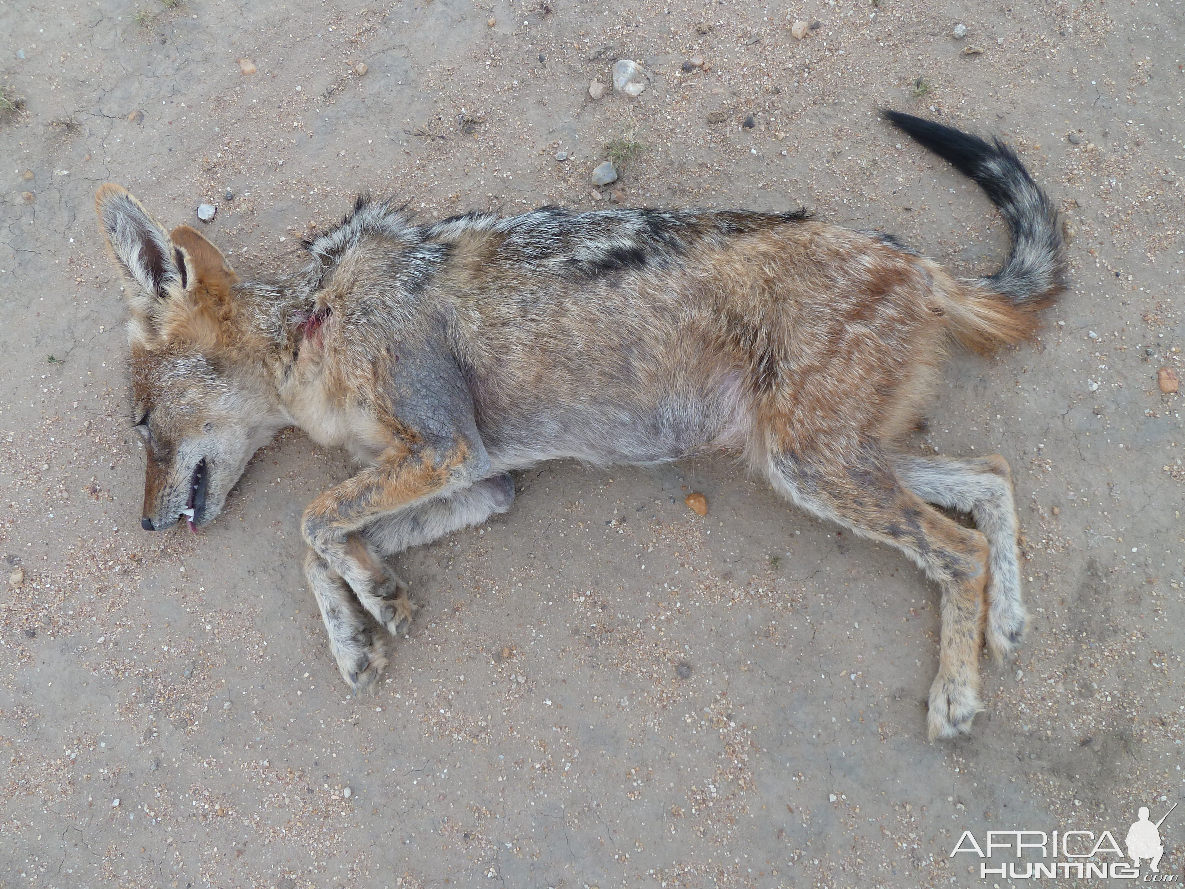 Black-Backed Jackal Namibia