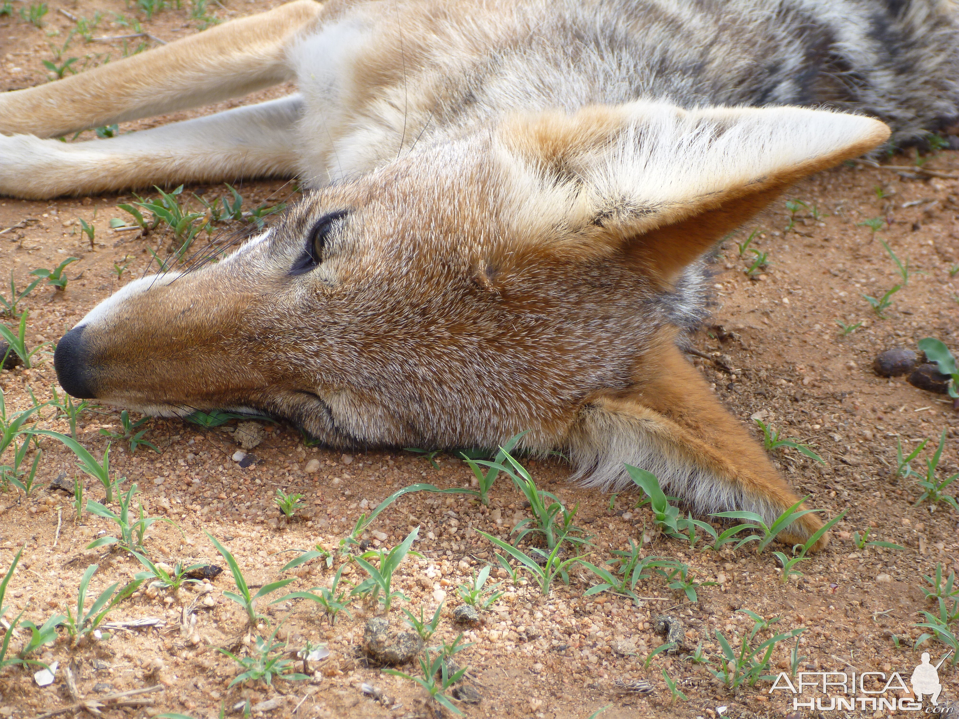 Black-backed Jackal Namibia