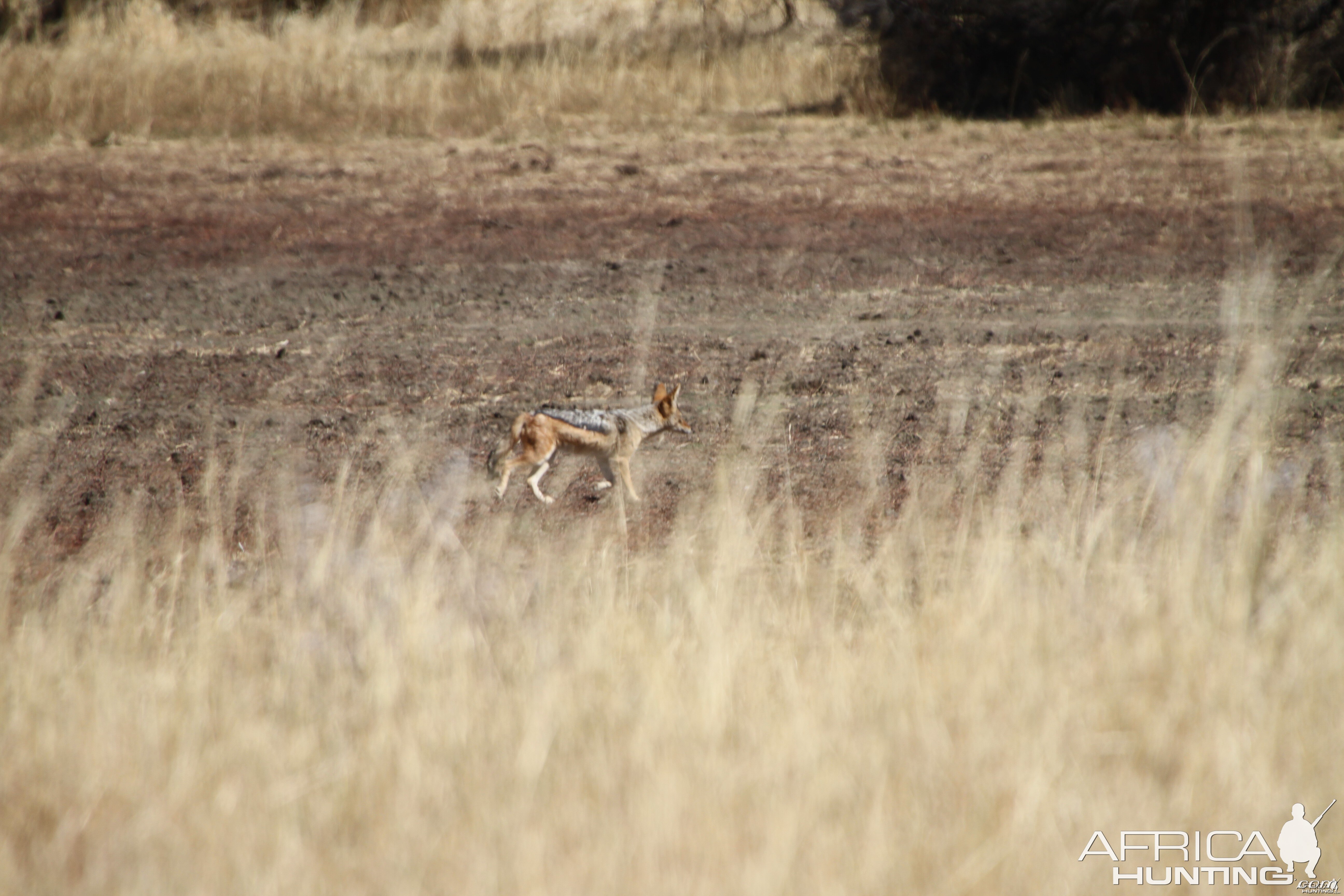 Black-Backed Jackal Namibia