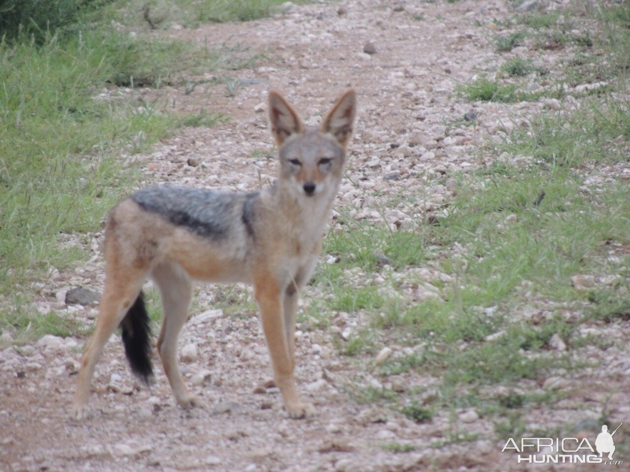 Black-backed Jackal South Africa