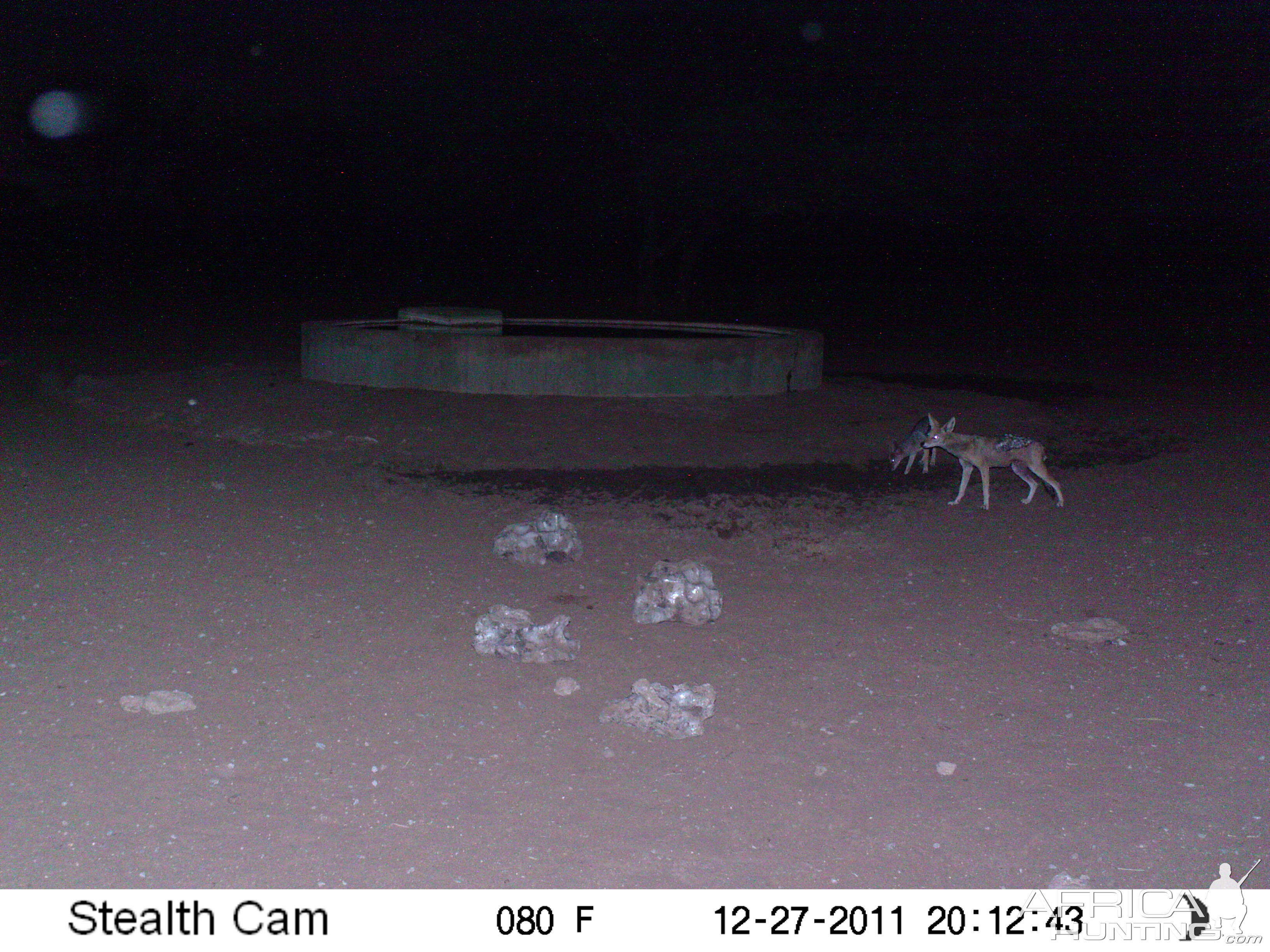 Black-backed Jackal Trail Camera Namibia