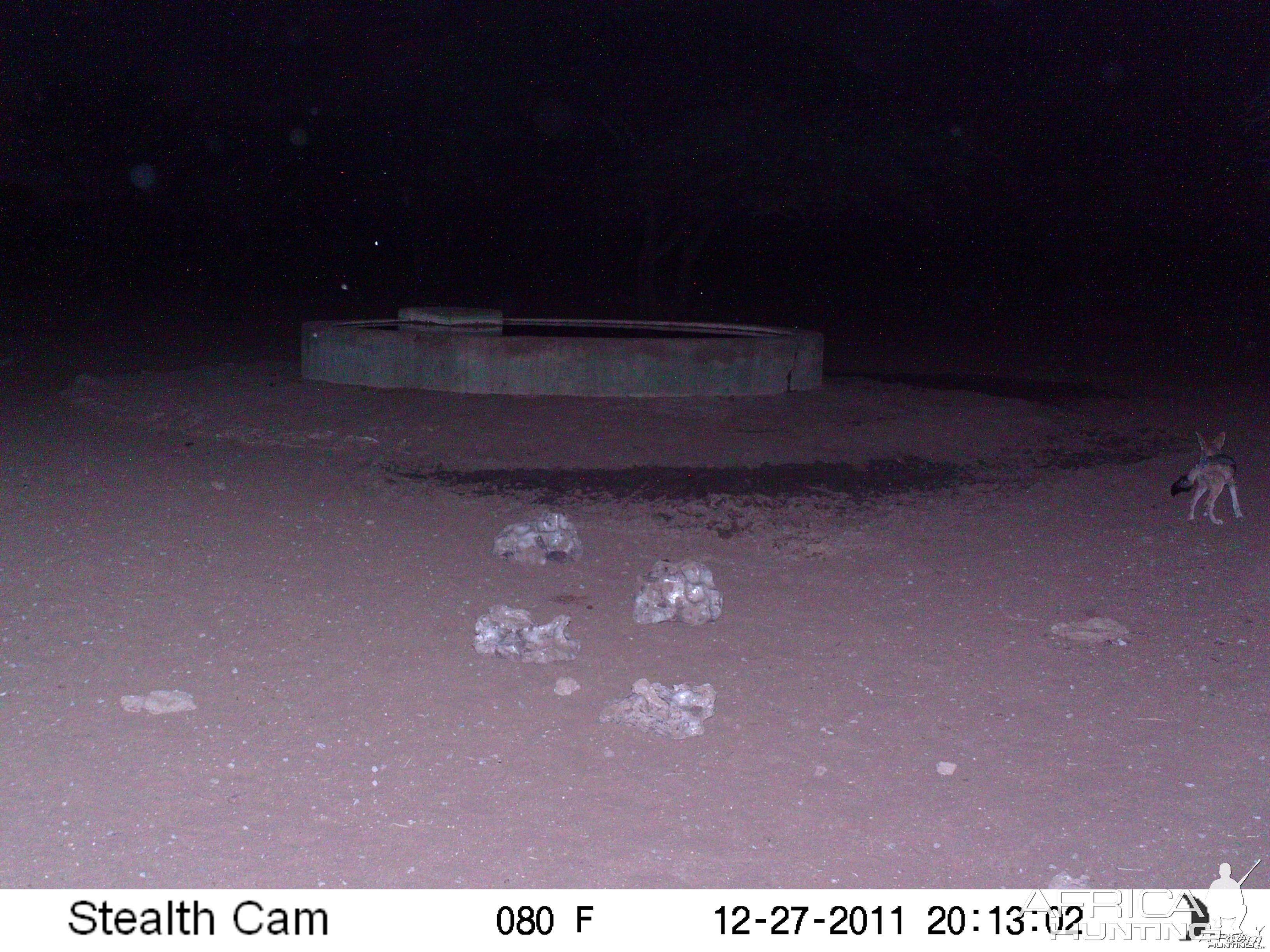 Black-backed Jackal Trail Camera Namibia