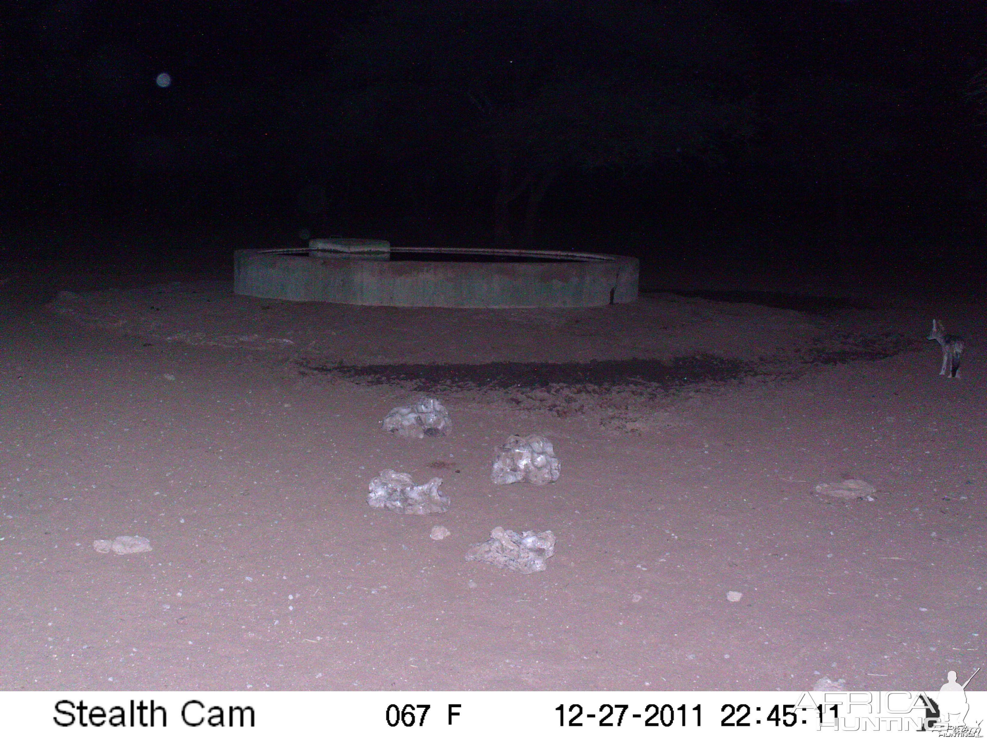 Black-backed Jackal Trail Camera Namibia