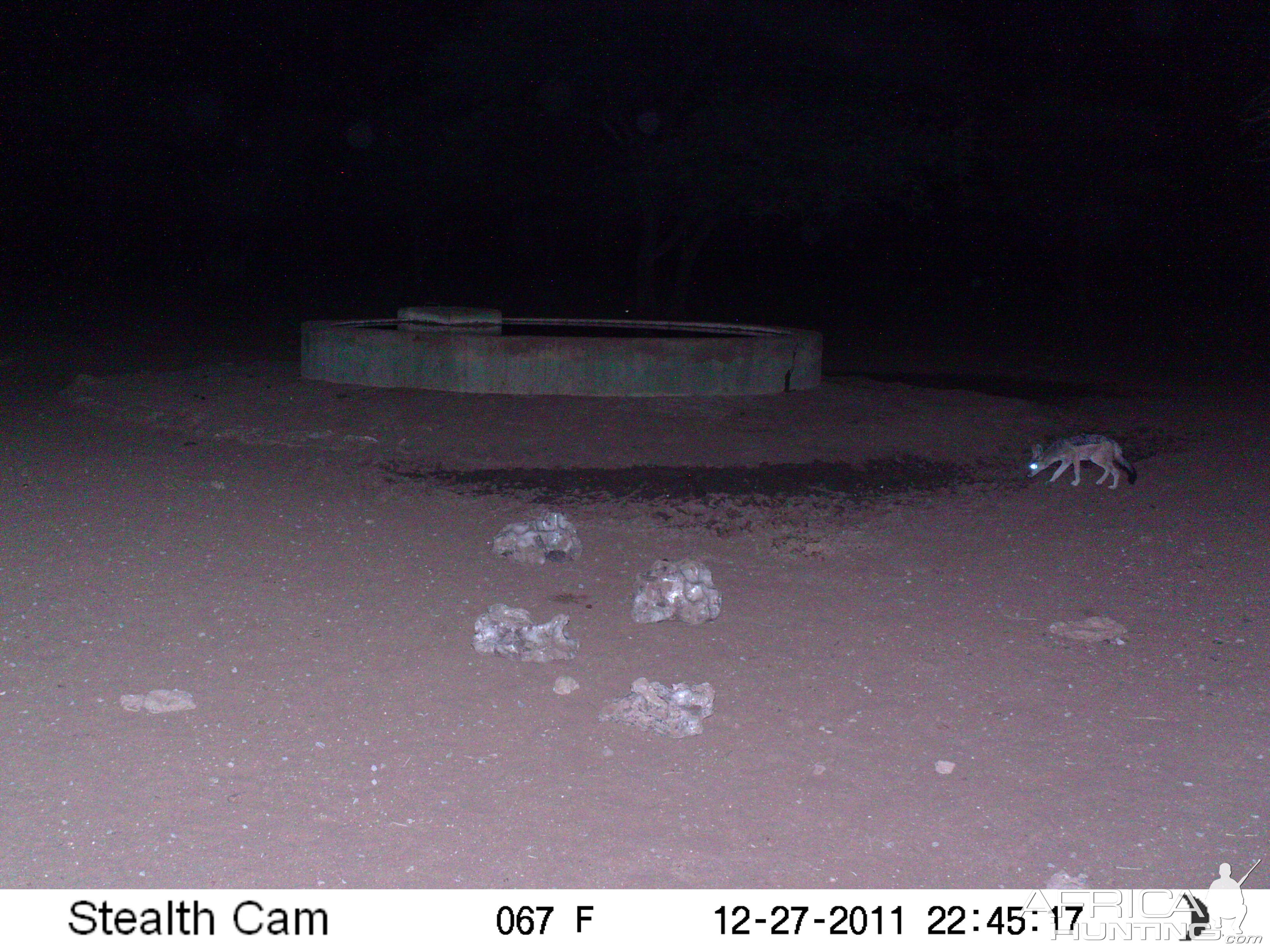 Black-backed Jackal Trail Camera Namibia