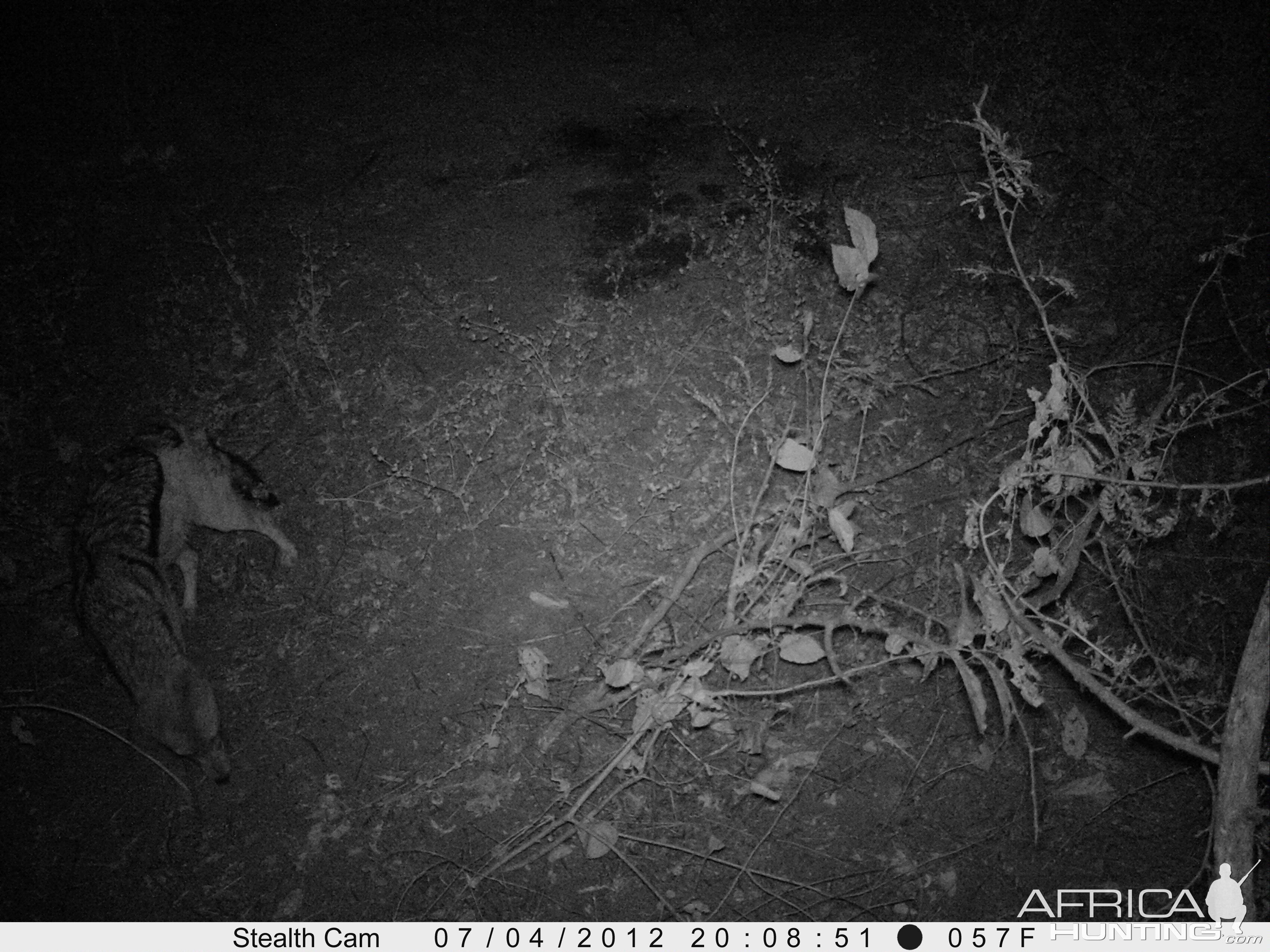 Black-Backed Jackal