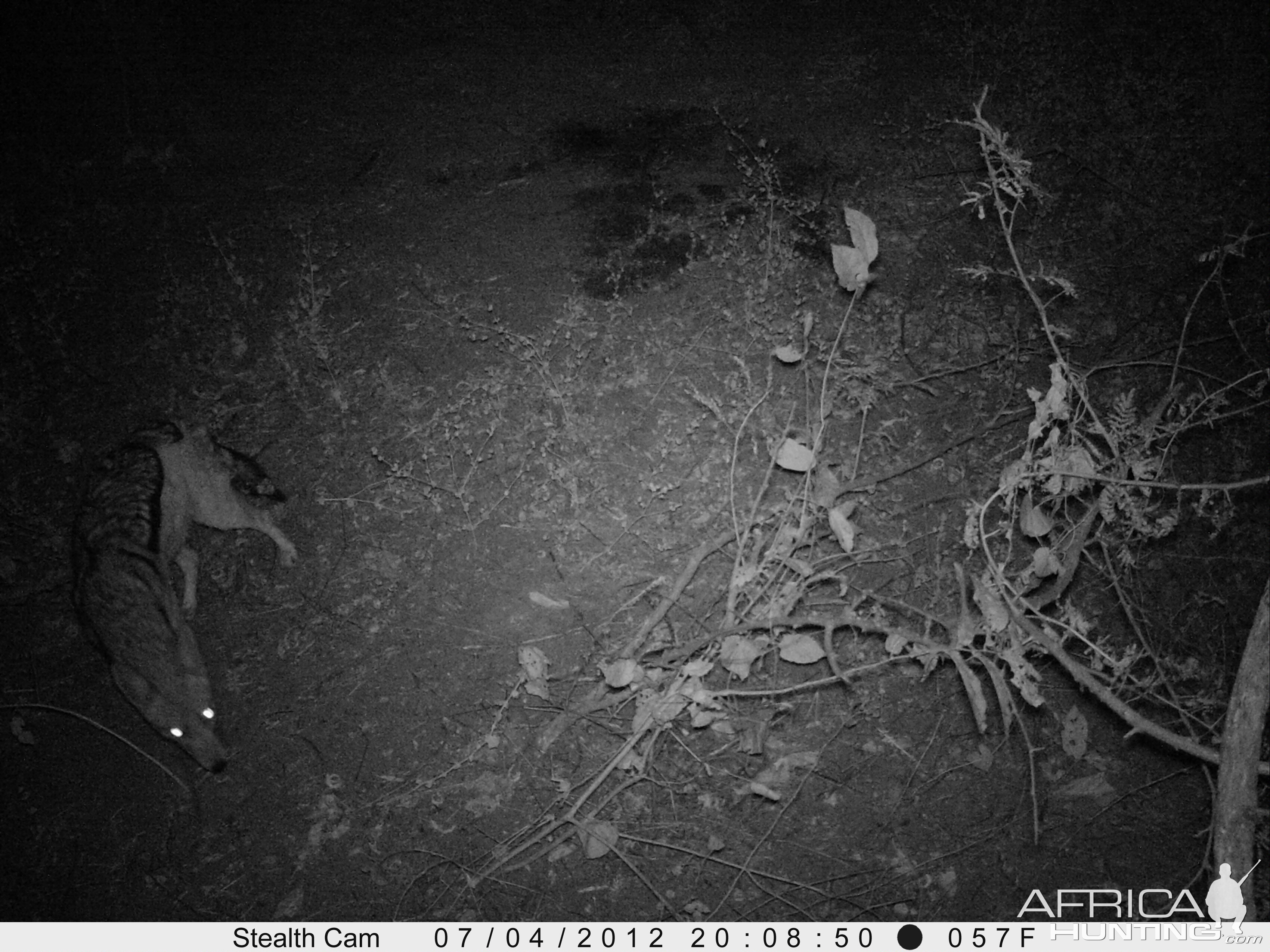 Black-Backed Jackal