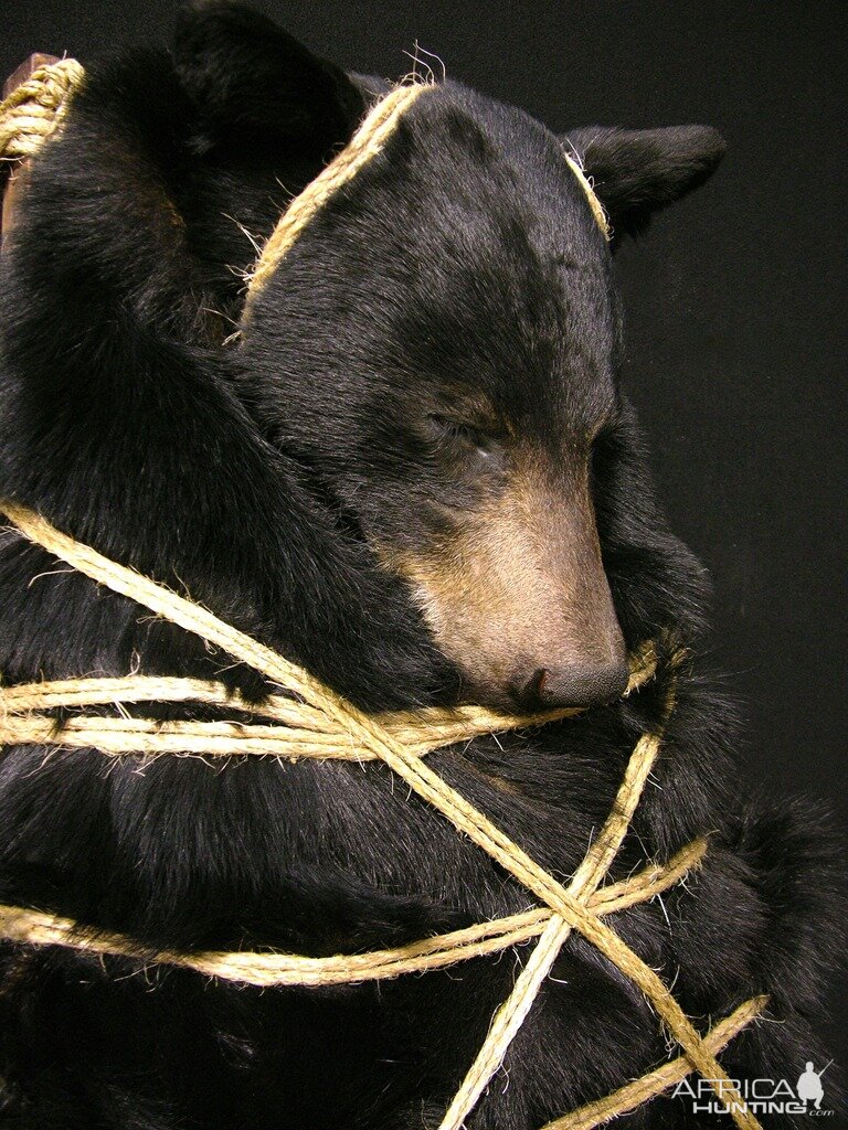 Black Bear Backpack Mounts Taxidermy