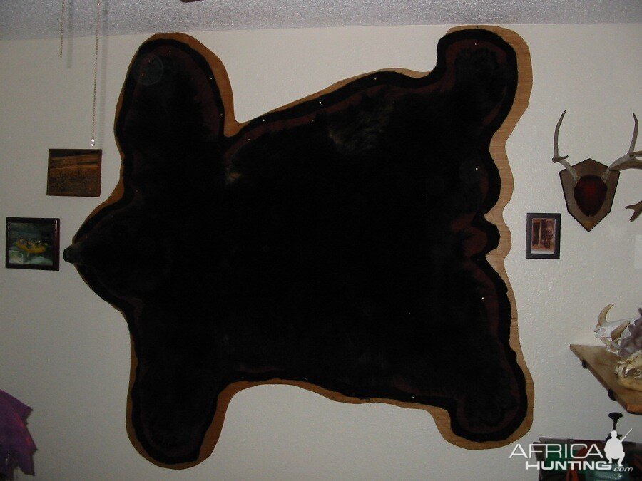 Black Bear Flat-skin Taxidermy