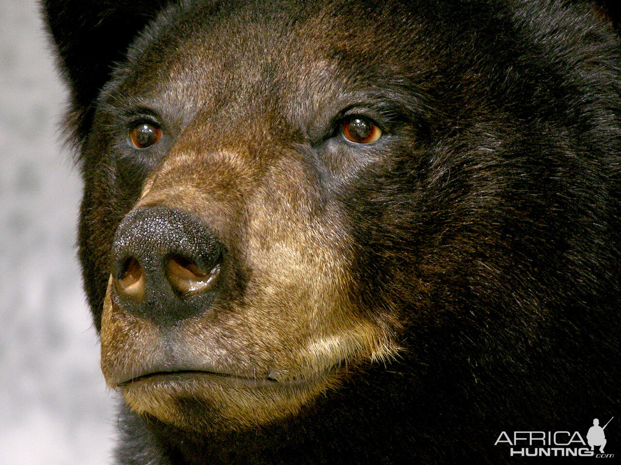 Black Bear Full Mount Taxidermy #1