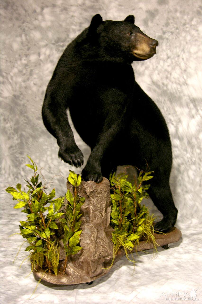 Black Bear Full Mount Taxidermy #2