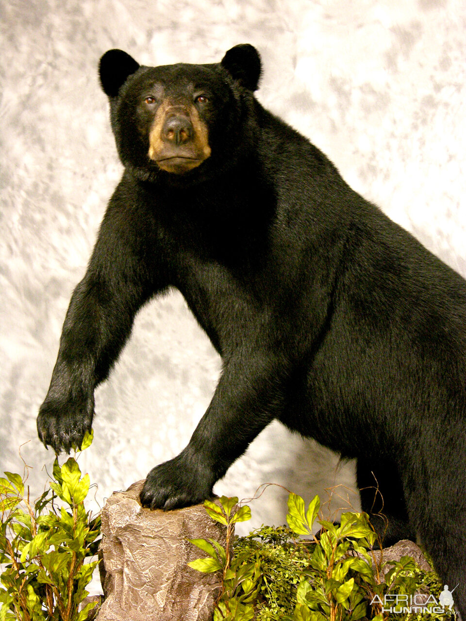 Black Bear Full Mount Taxidermy #2