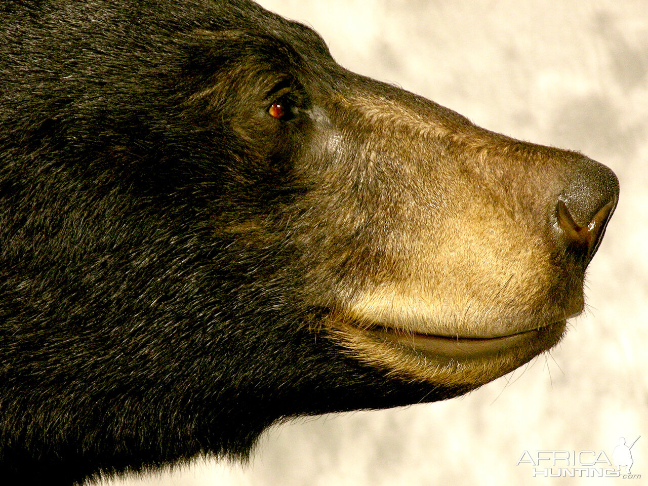 Black Bear Full Mount Taxidermy #2