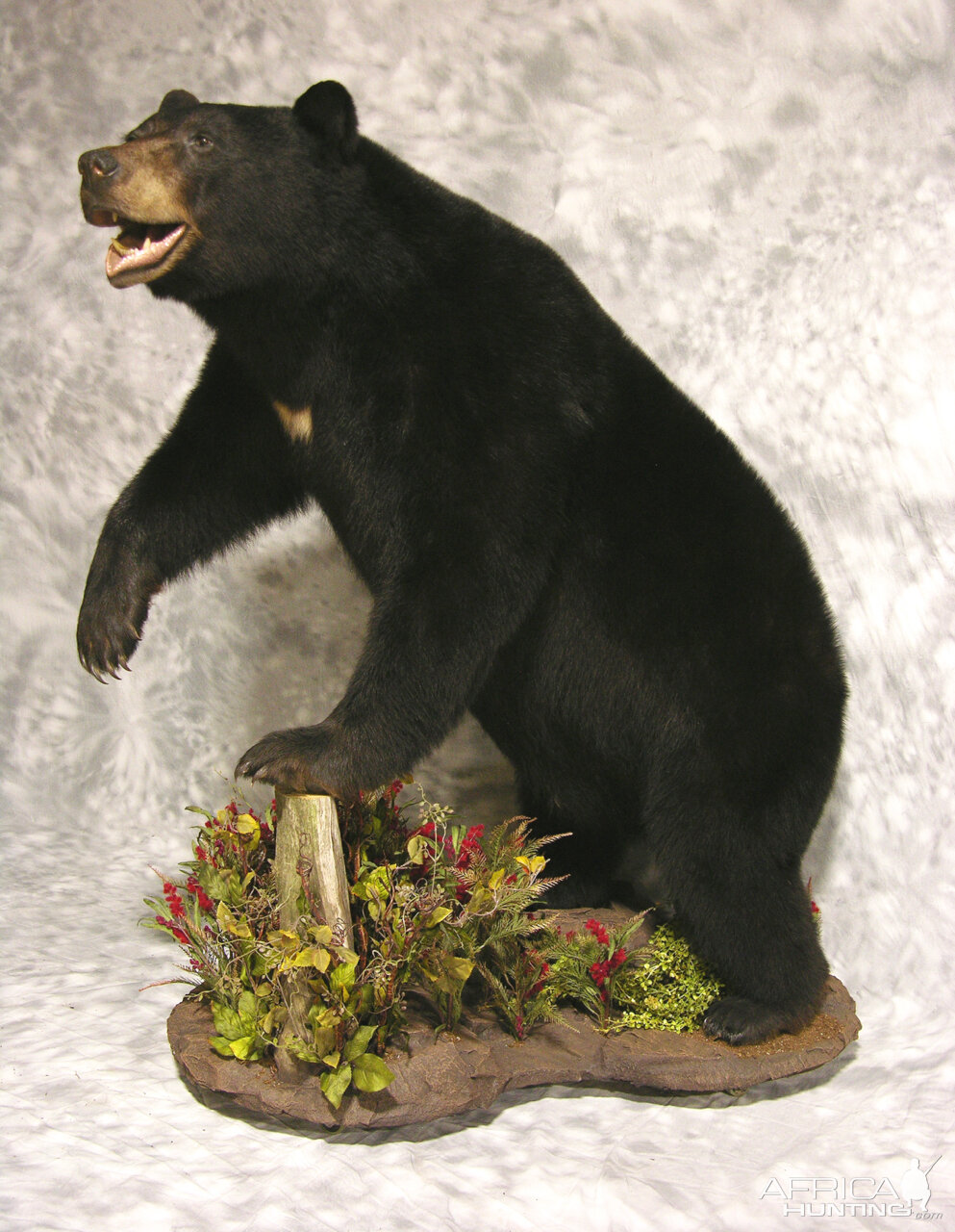 Black Bear Full Mount Taxidermy #3