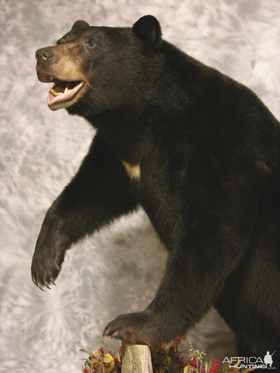 Black Bear Full Mount Taxidermy #3