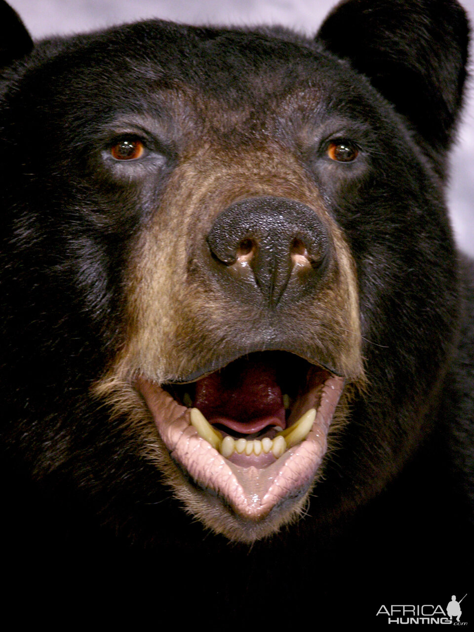 Black Bear Full Mount Taxidermy #3