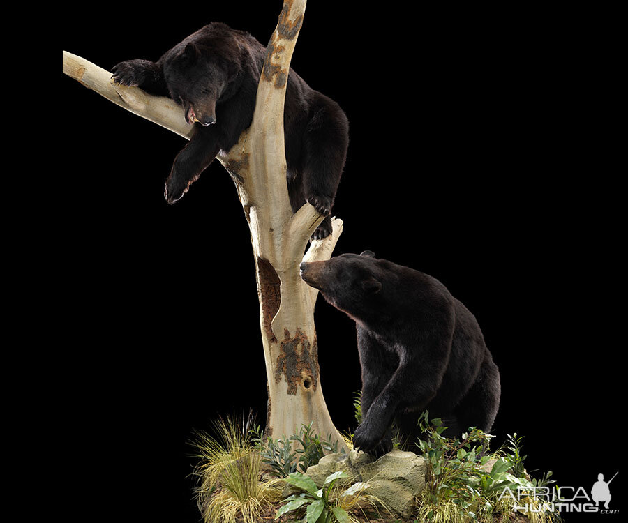 Black Bear Full Mount Taxidermy