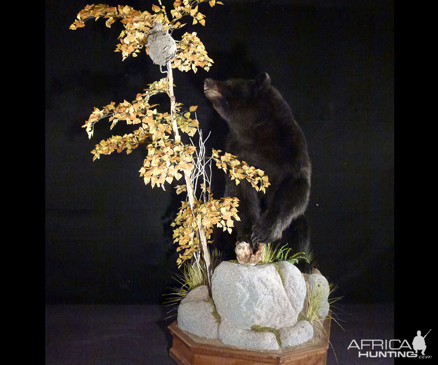 Black Bear Full Mount Taxidermy