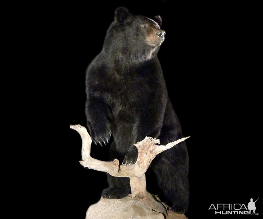 Black Bear Full Mount Taxidermy