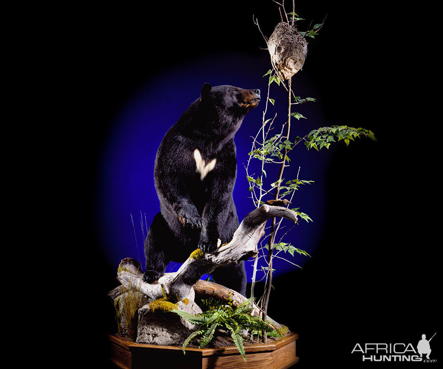 Black Bear Full Mount Taxidermy