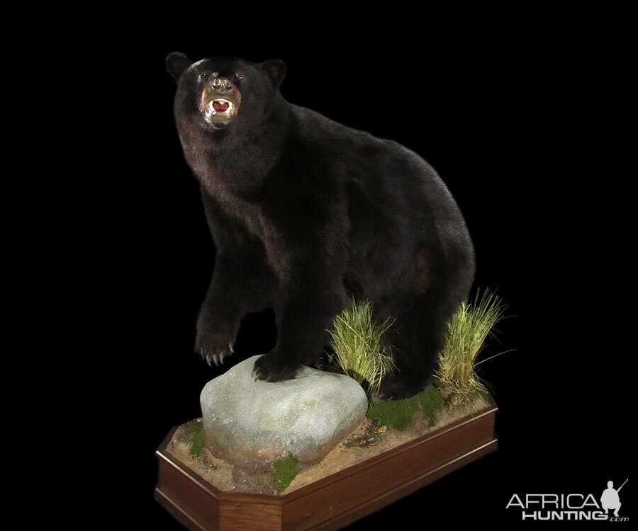 Black Bear Full Mount Taxidermy