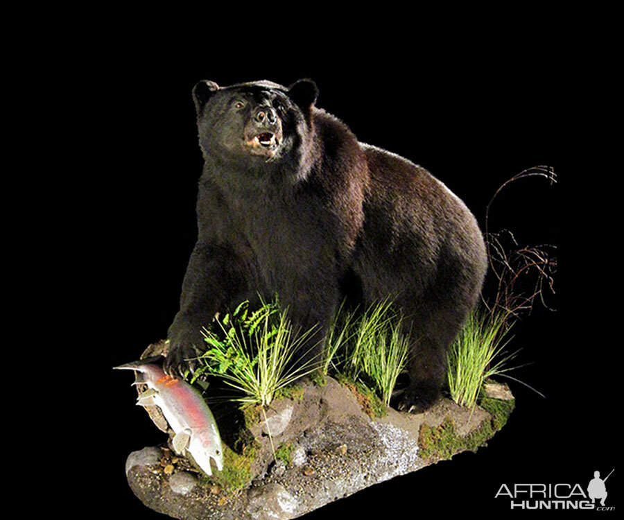 Black Bear Full Mount Taxidermy